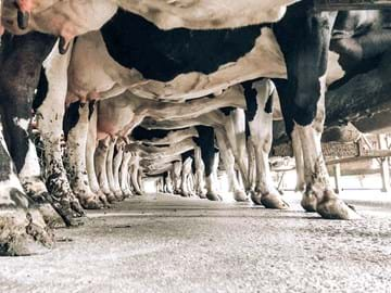 TUNNEL VISION - Gemma Otton, Tango Holsteins.