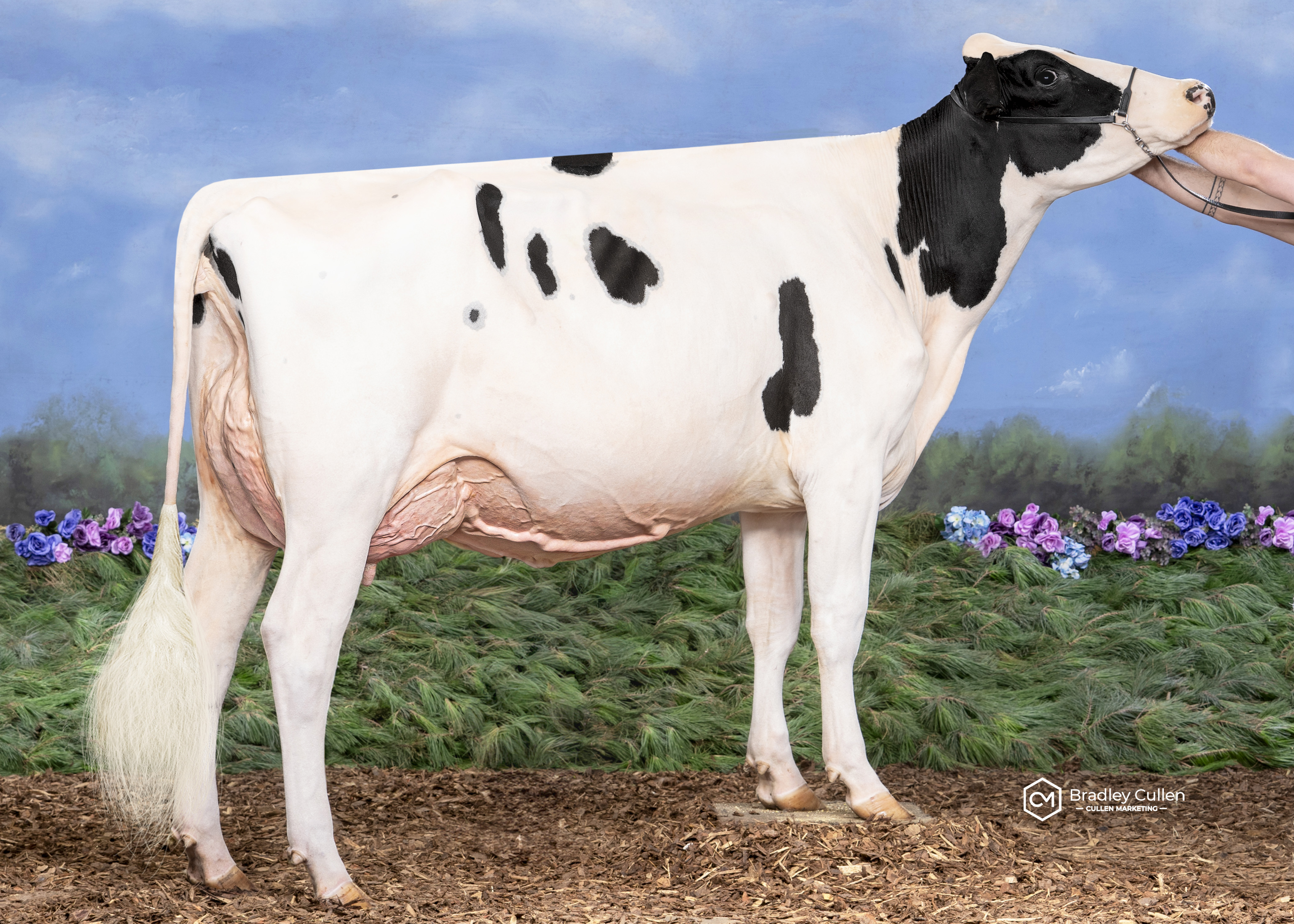 Hillview Park Jagger Maida