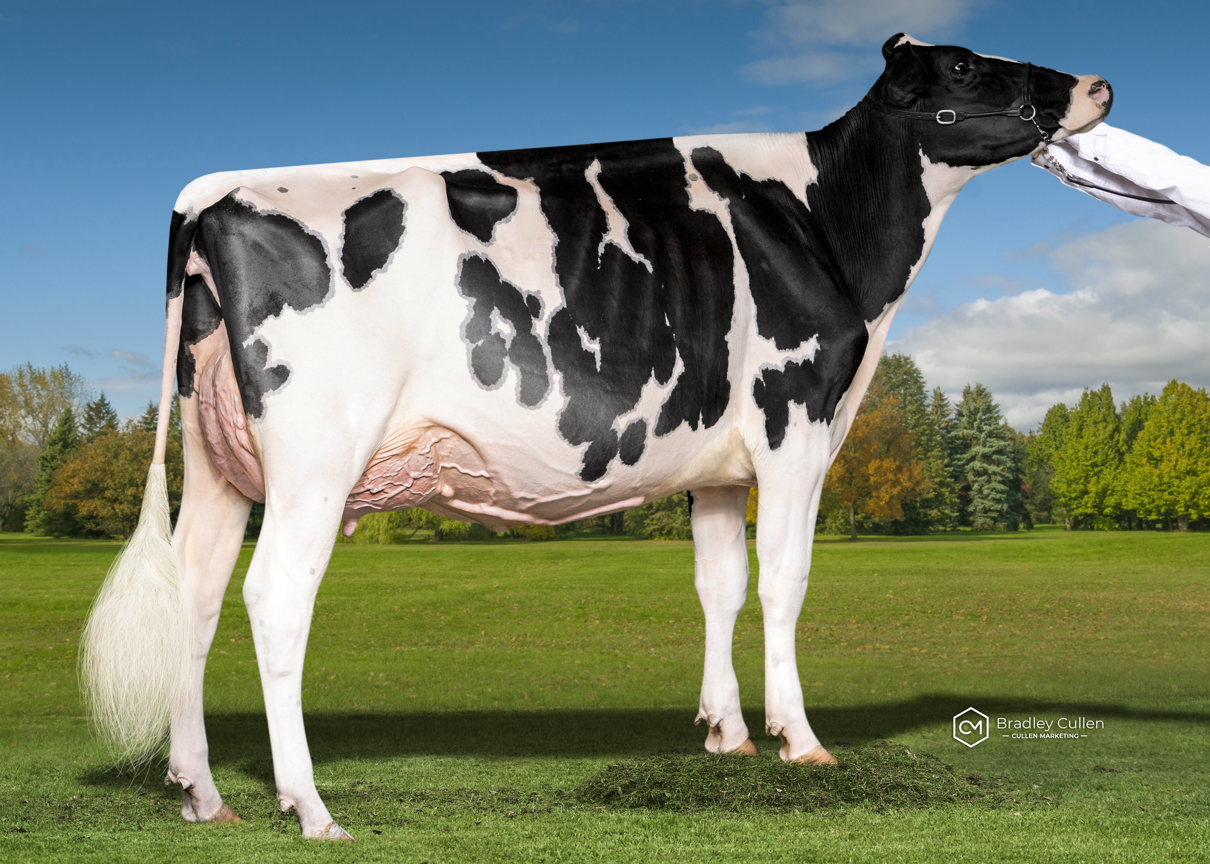 WINNER - Eclipse Perennial C Princess