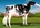 2 Year Old (30 mths & Under)
Eclipse Perennial C Princess