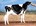 6TH - Lightning Ridge CMD Thunder Nico-TWIN