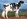 Eclipse Perennial C Princess