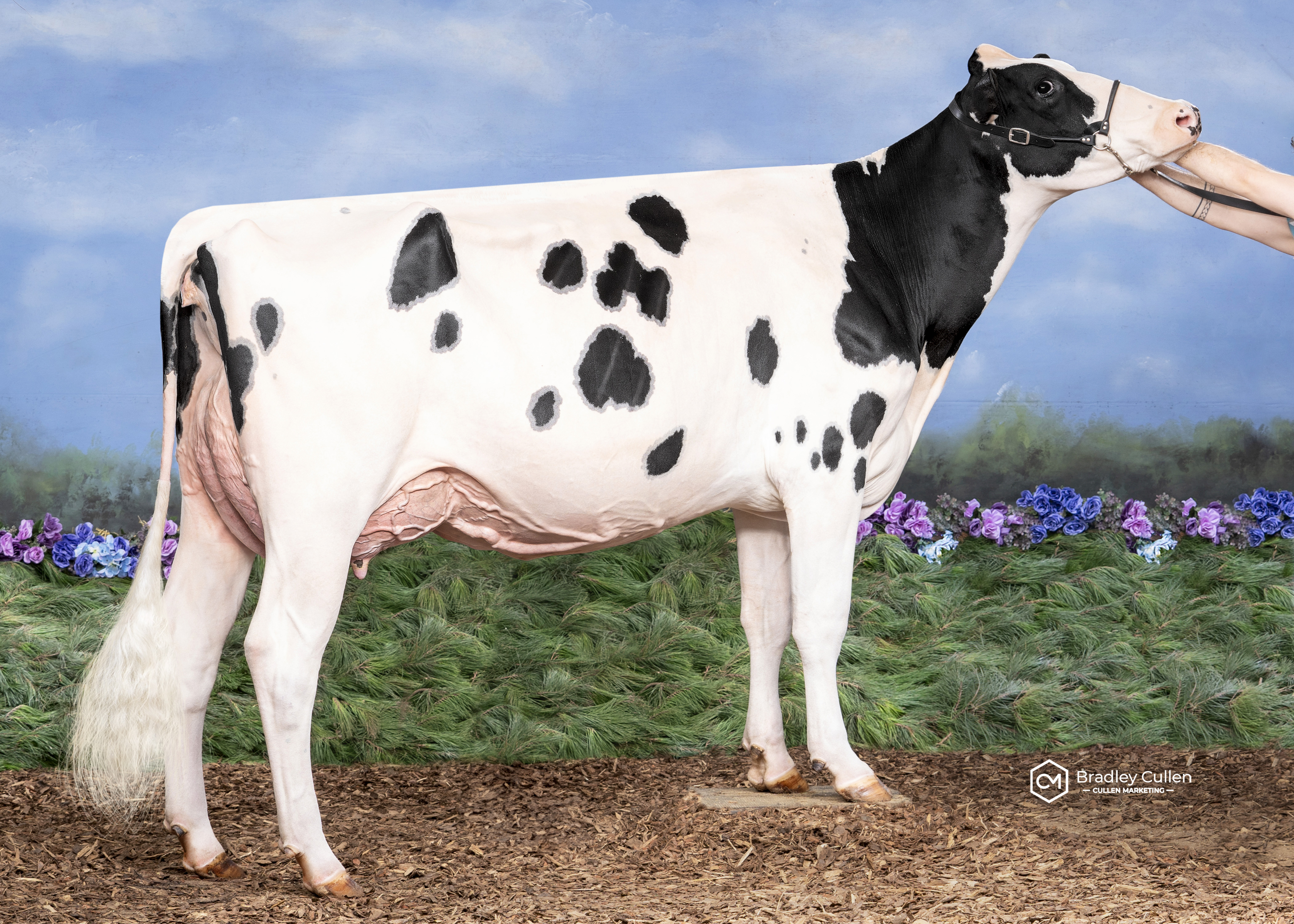 Glomar Silverline Lucky 6817