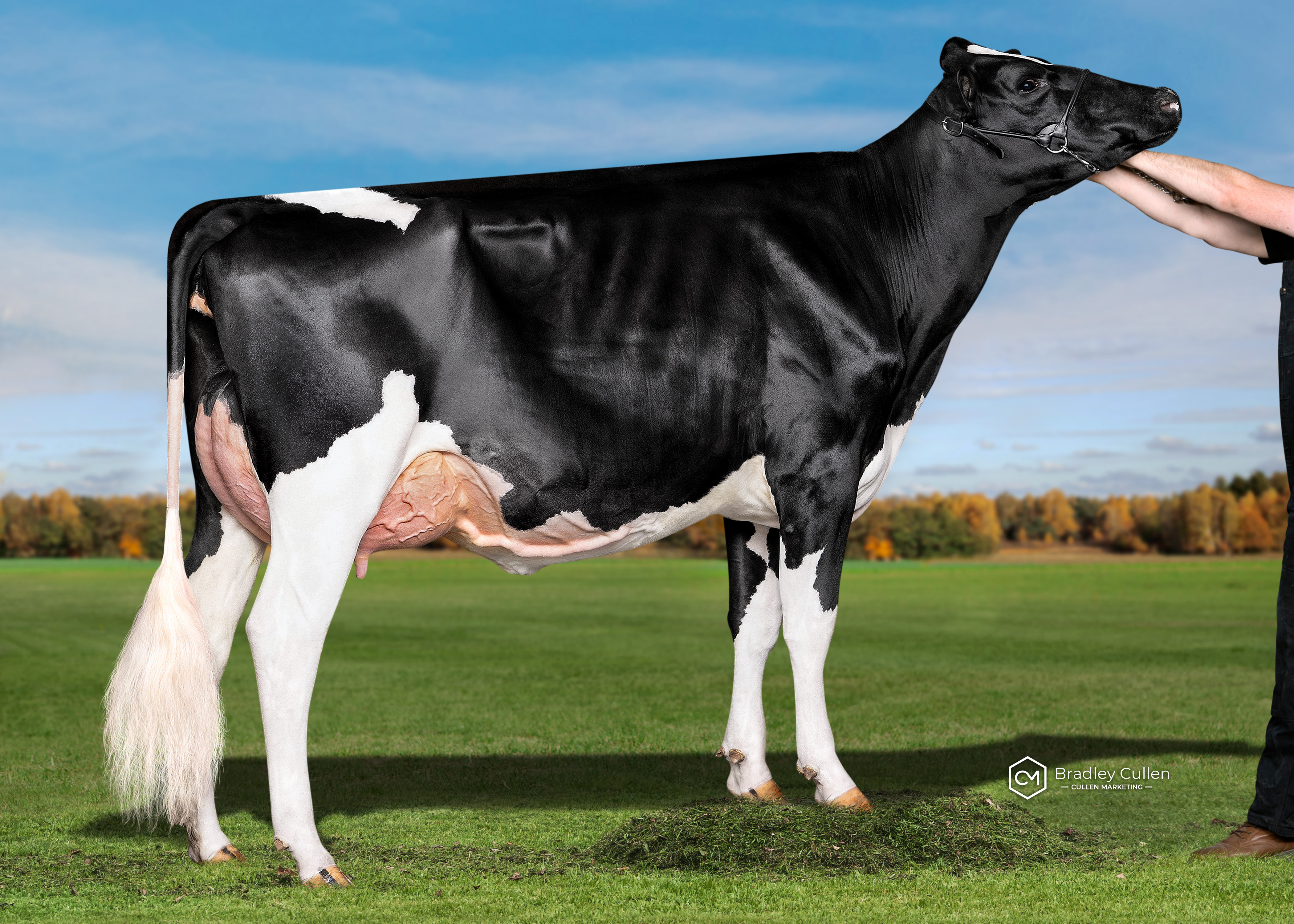 2 Yr Old - In Milk (Under 30m)