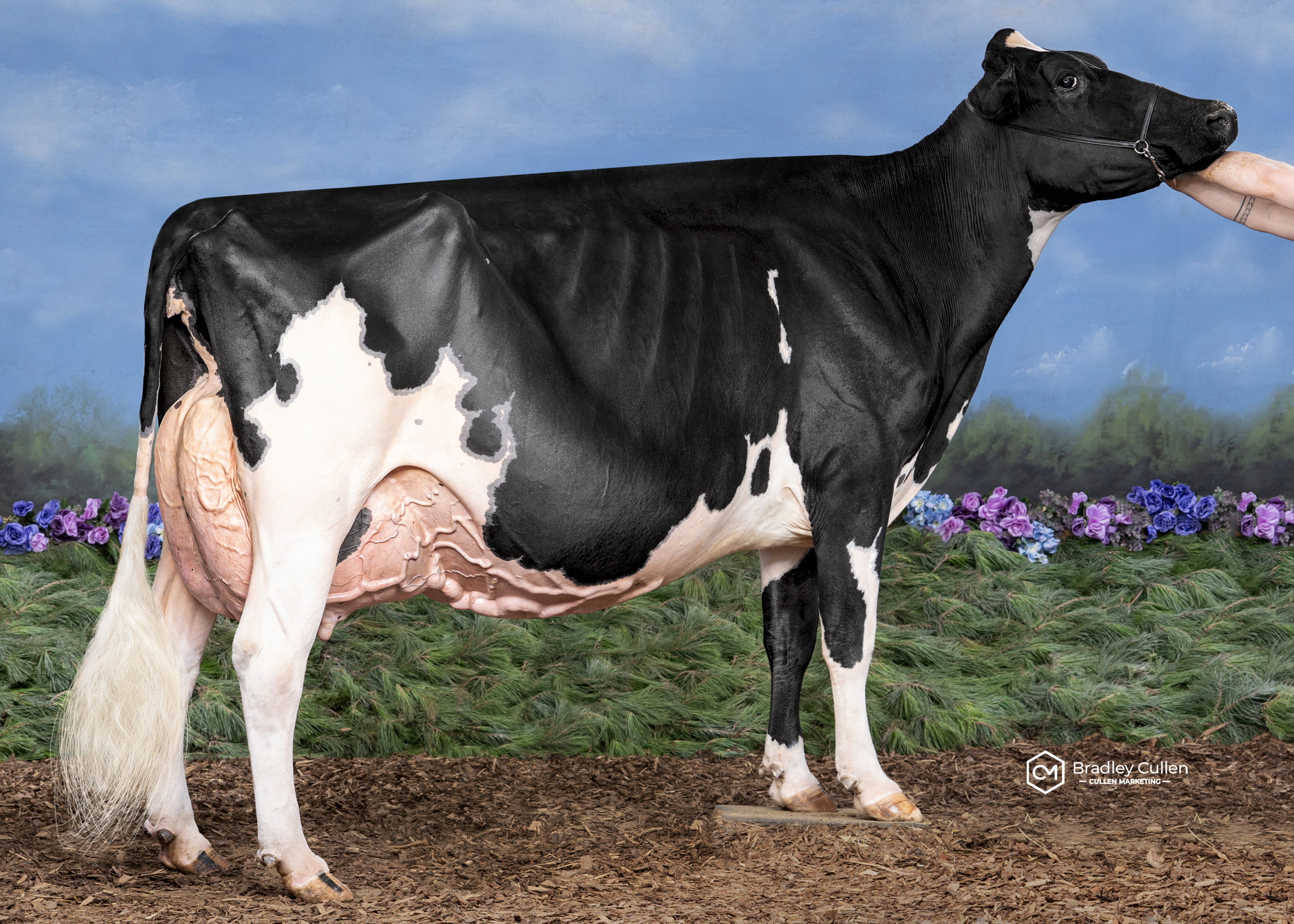 Elm Banks Doorman Lulu