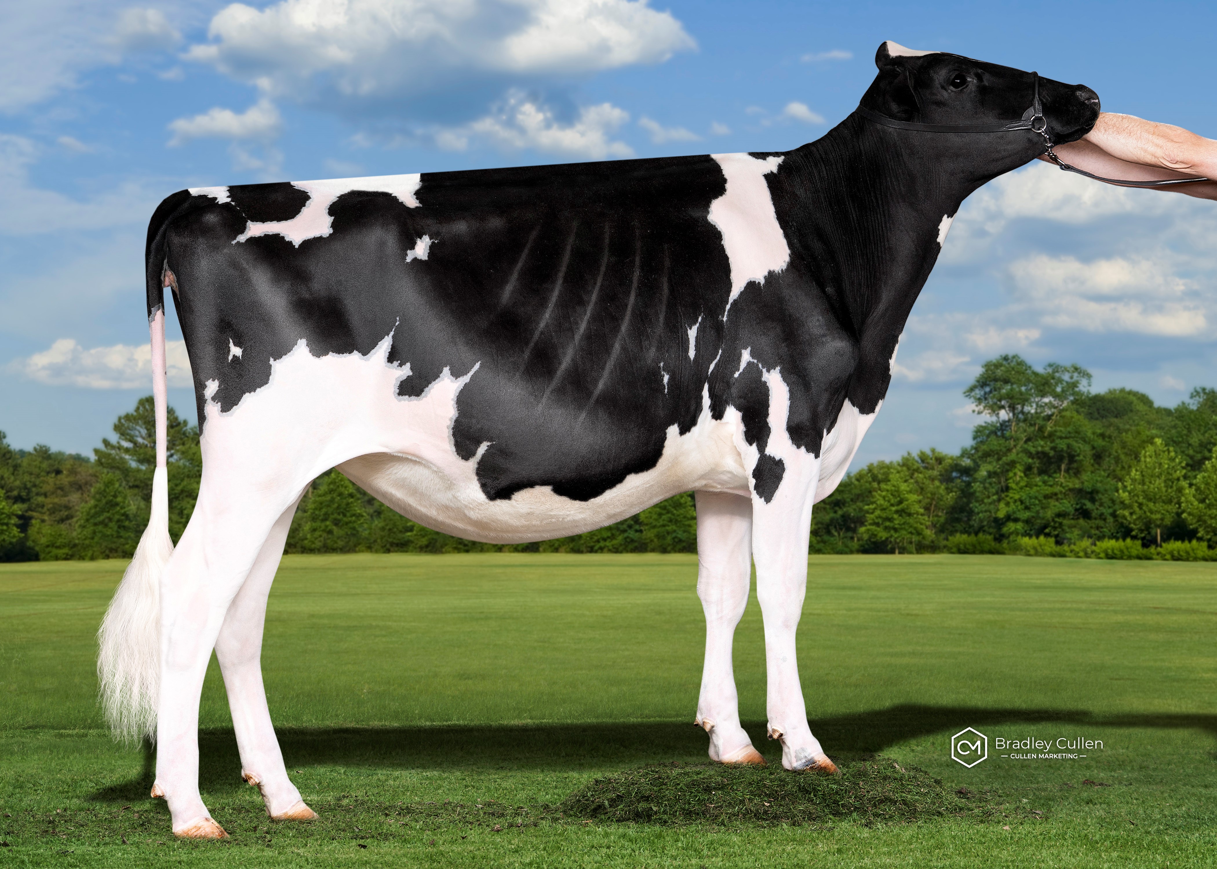 Senior Yearling (Over 15 mths):
Mario Park Chief Alicia