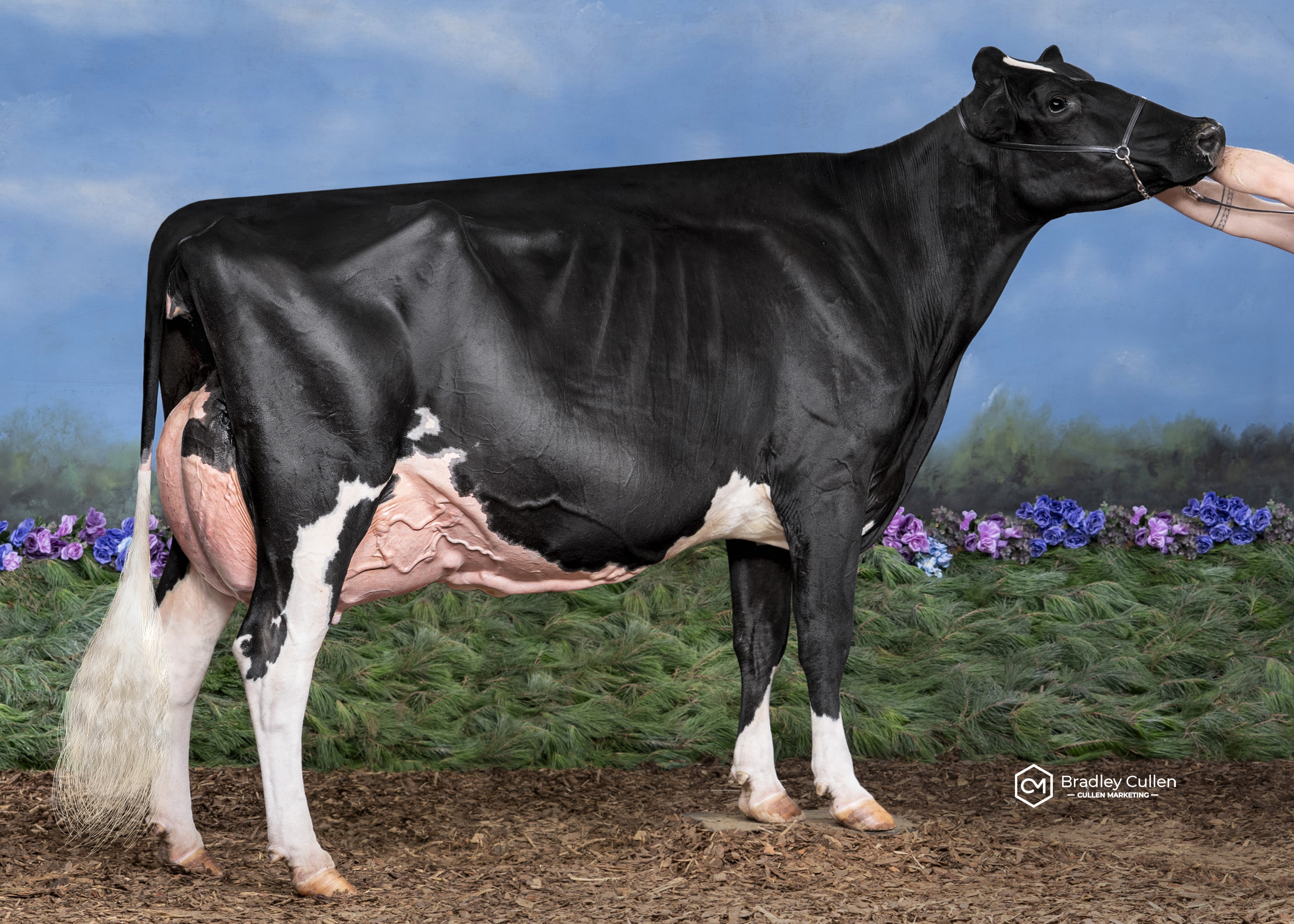 Elm Banks Tattoo Maddie