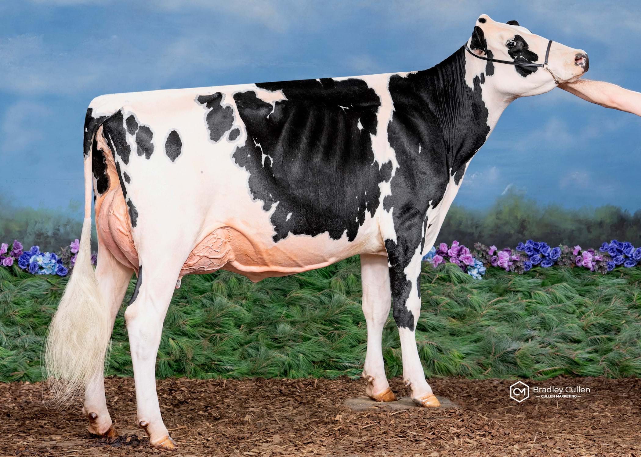 Elm Banks Mirand Primrosette