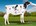 Senior Yearling (Under 15 mths)
Brindabella Chief S Nan