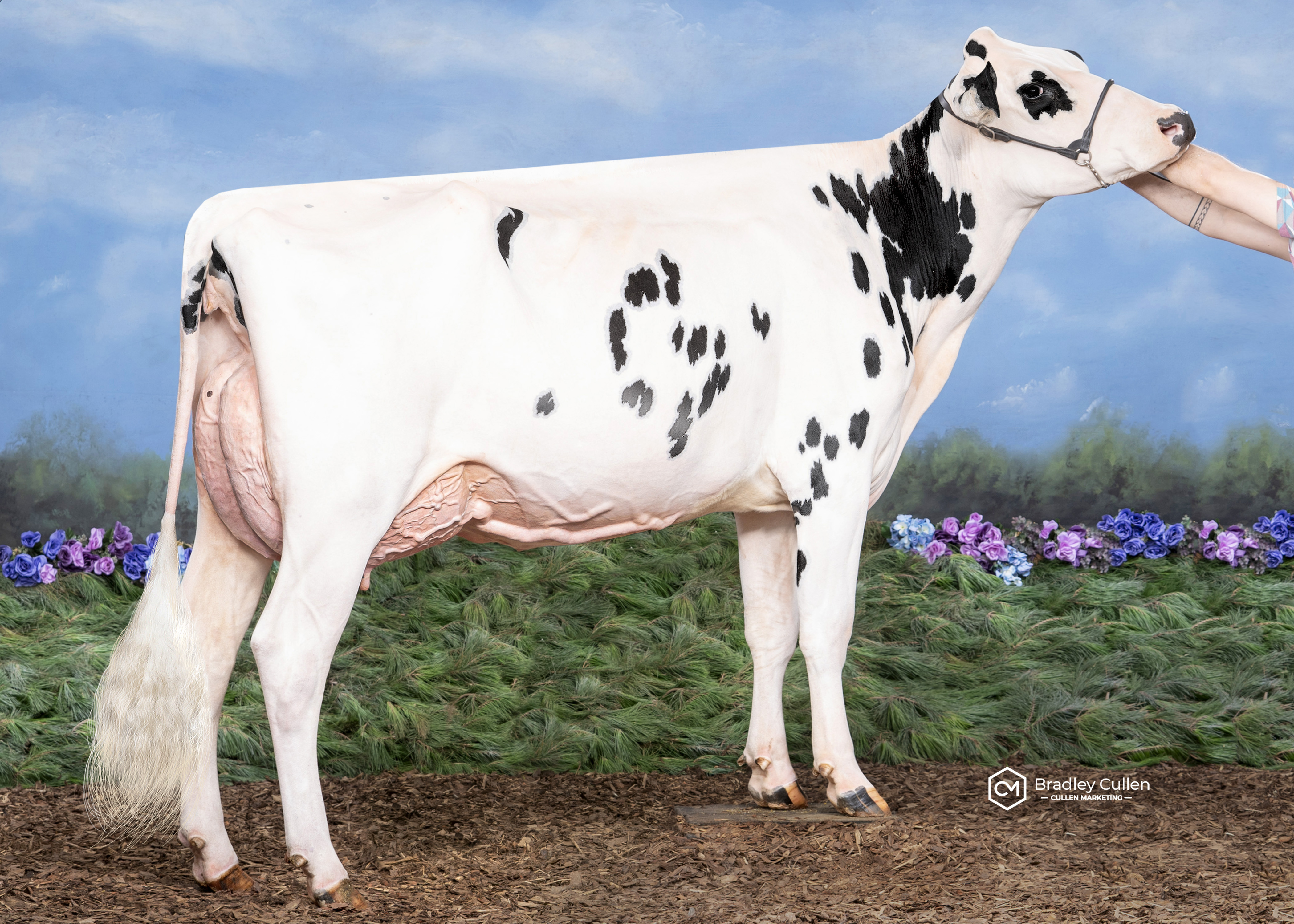 Tandara Mirand Desire 42