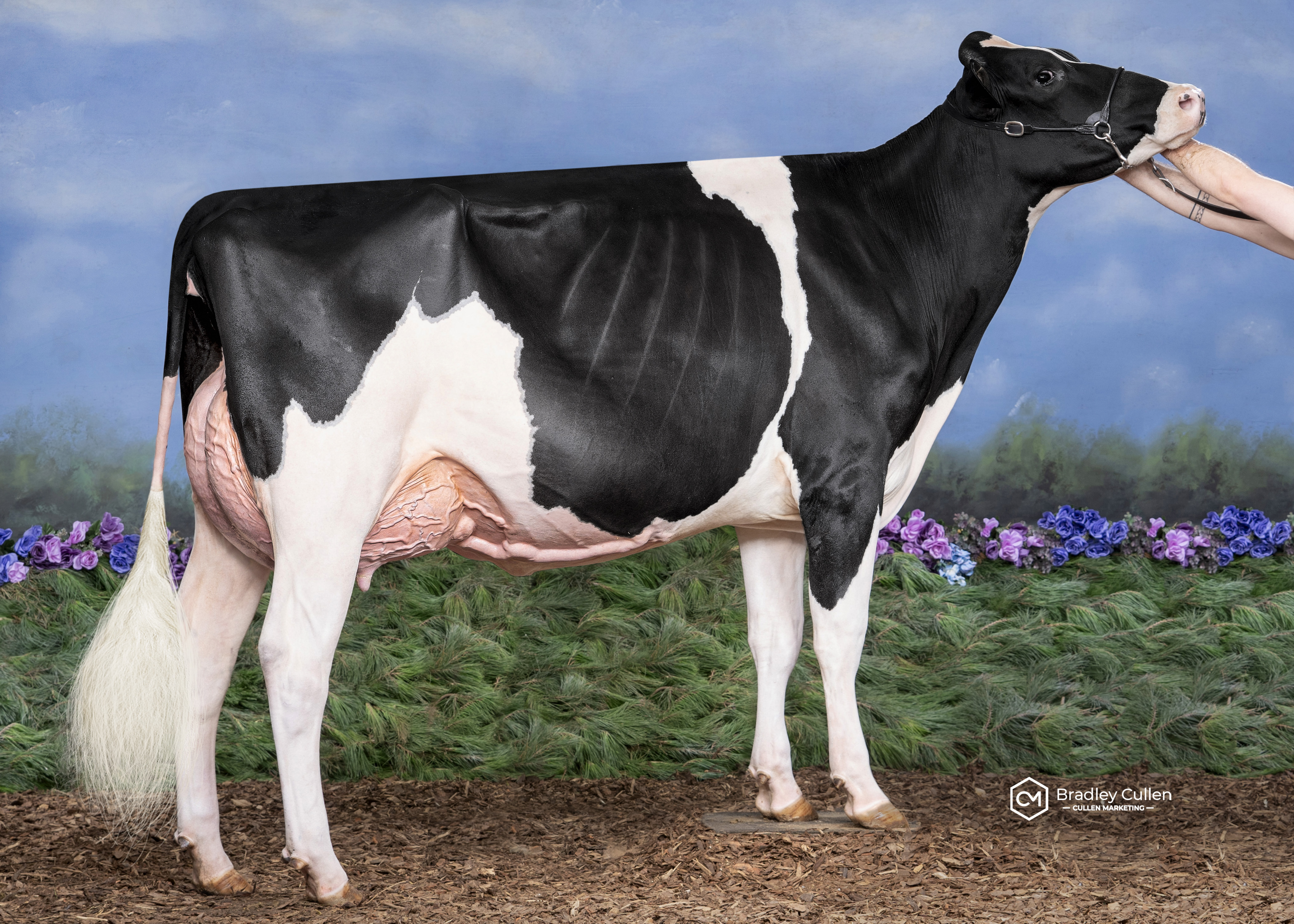 Gorbro Jagger Shimmer