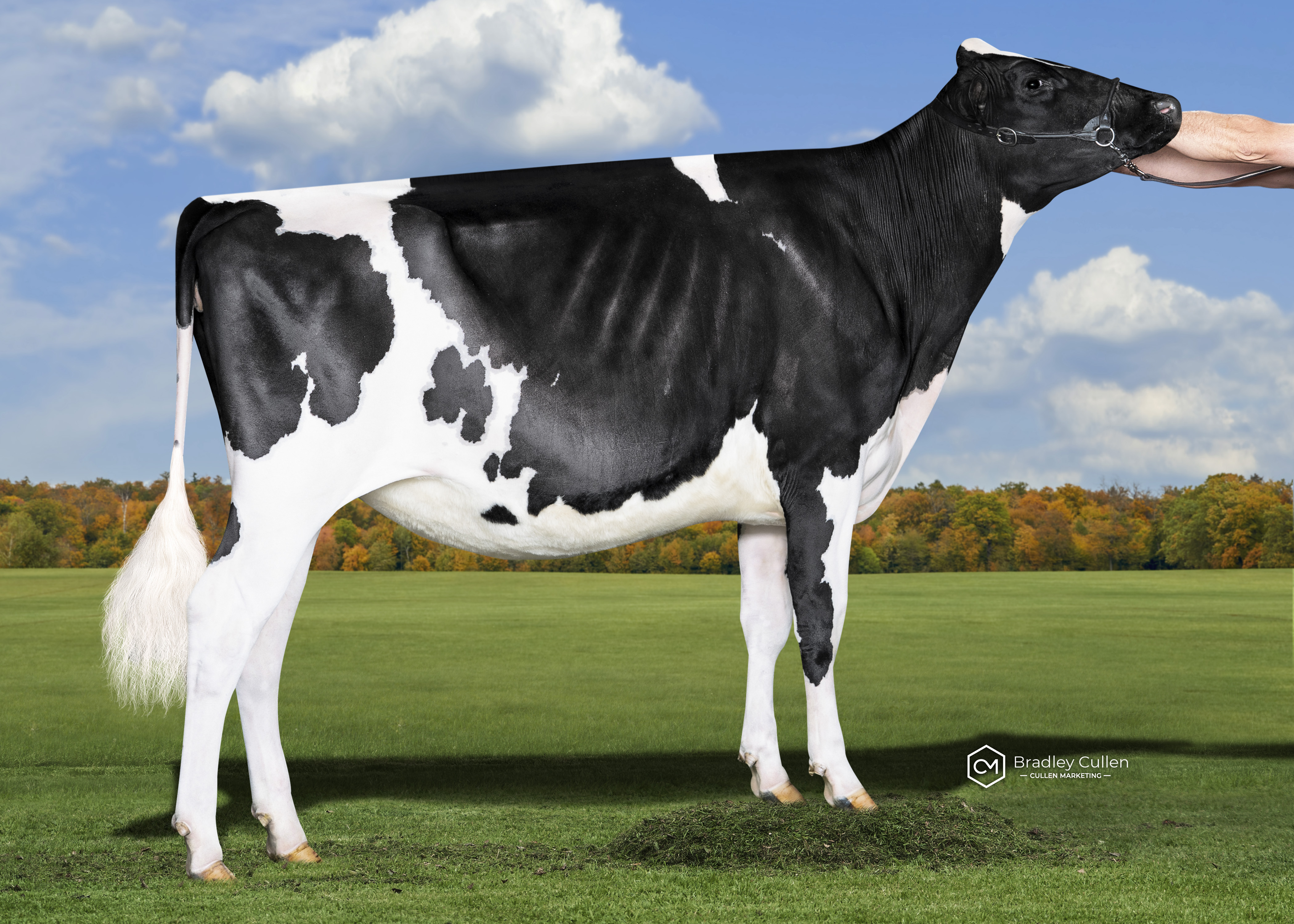 Senior Yearling (Over 15 mths)