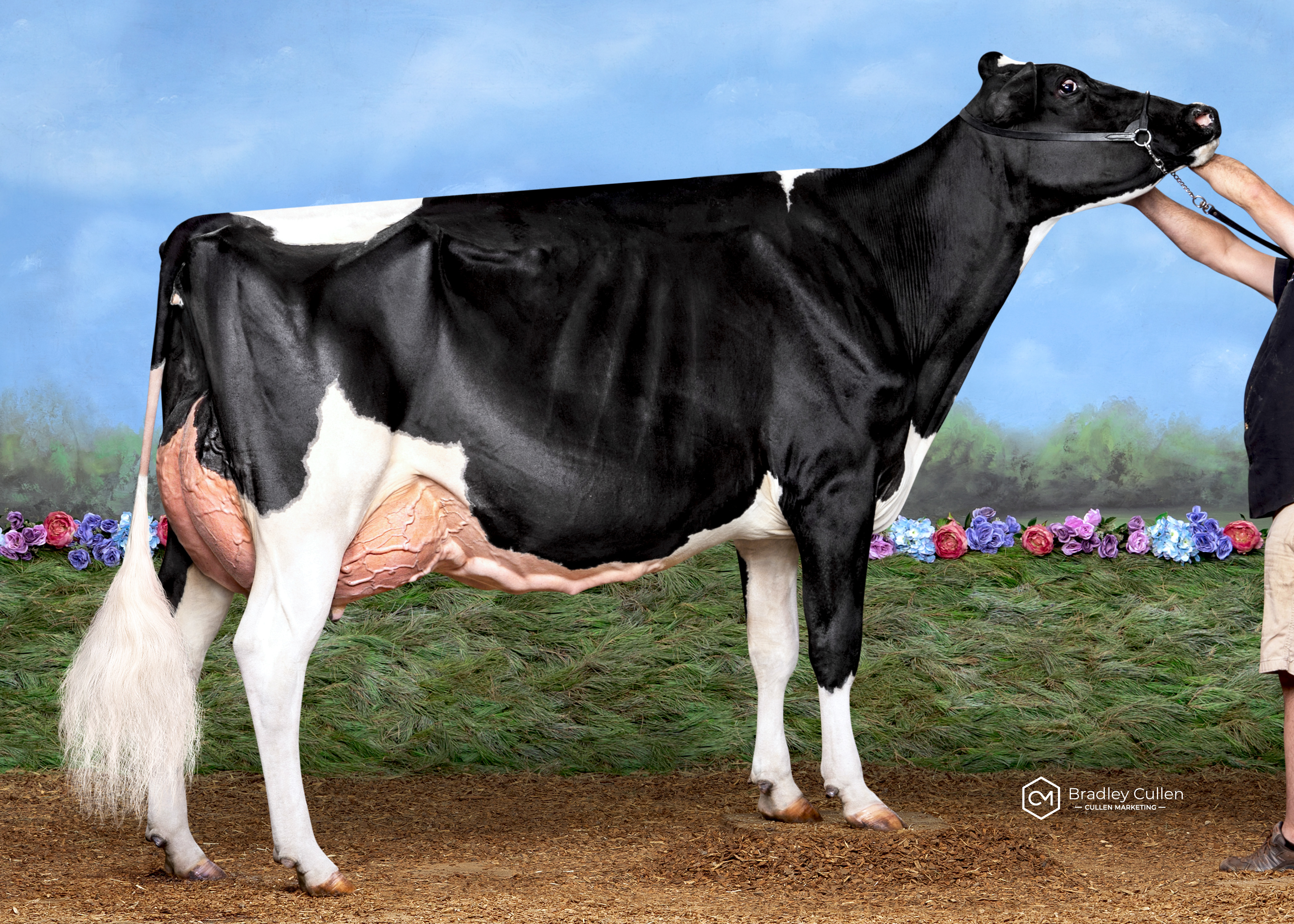 Mario Park Atwood Midas-ET (Murray Polson NSW) 4 year old 2020 winner