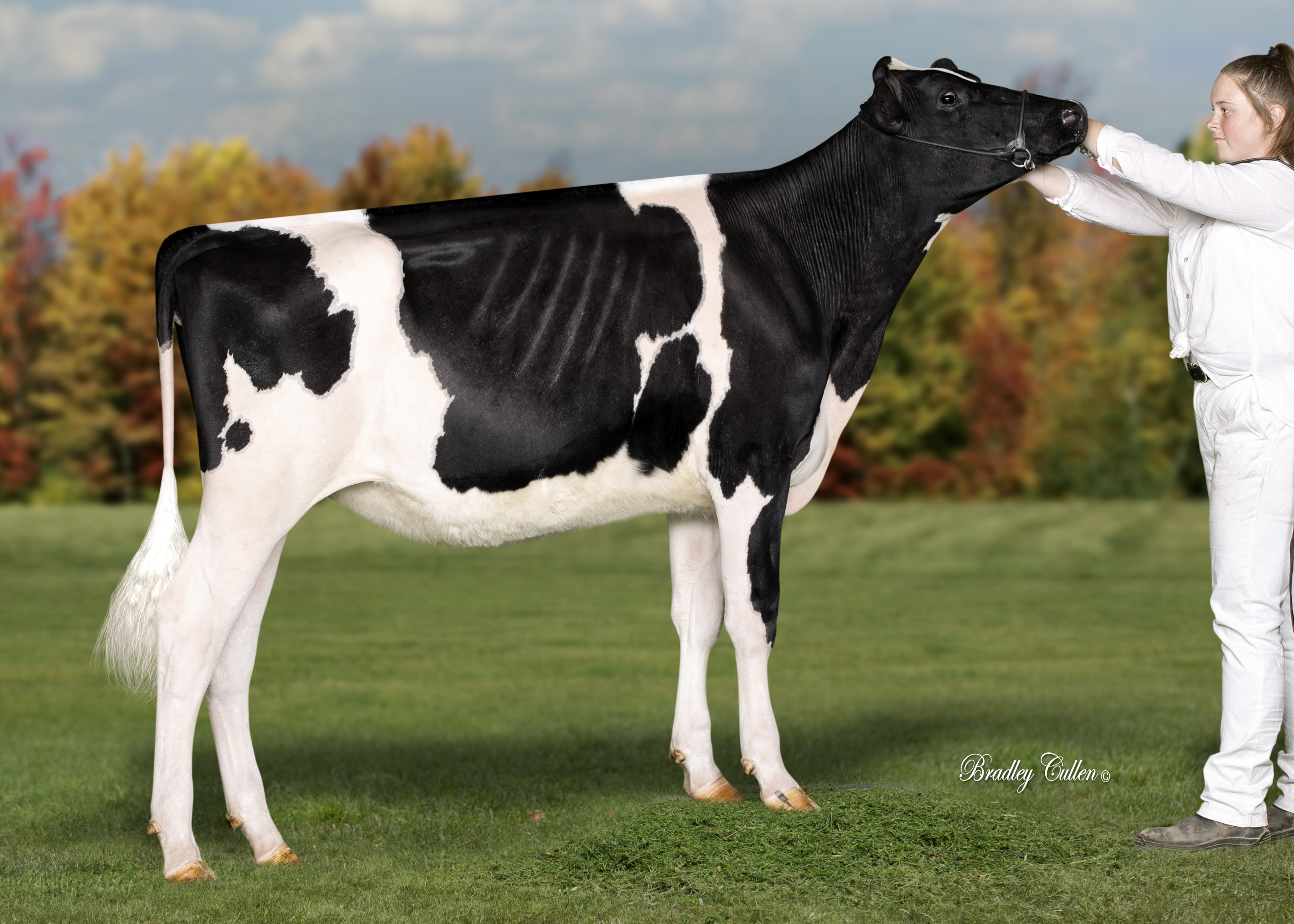 Clydevale Piston Sunsmart (Clydevale Holsteins VIC / handler Hannah Dee), Calf Class winner 2020