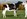 Clydevale Piston Sunsmart (Clydevale Holsteins VIC / handler Hannah Dee), Calf Class winner 2020