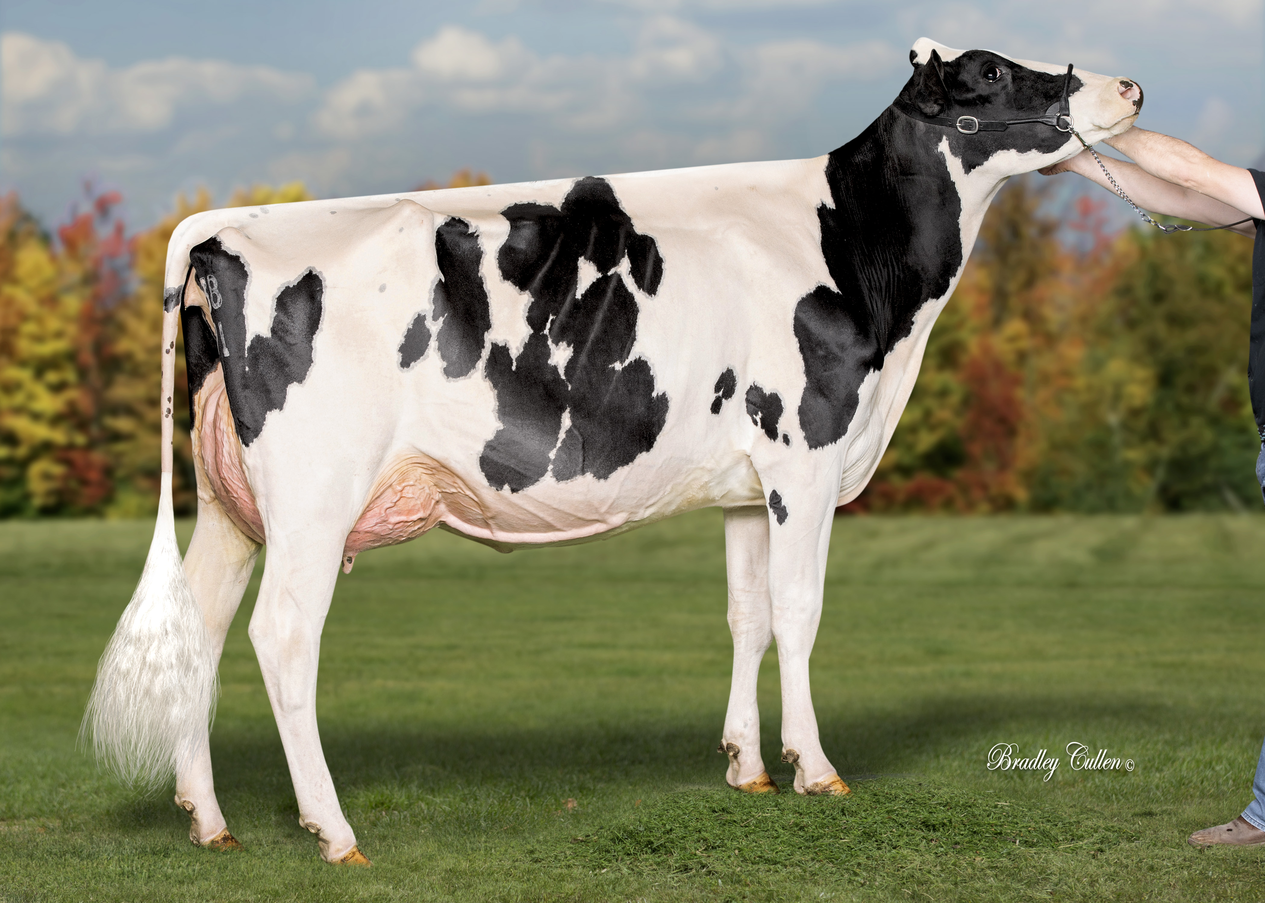 Avonlea Conclusion Dream (JH & JC Gardiner) 2 year old in milk + 30 mths winner 2020
