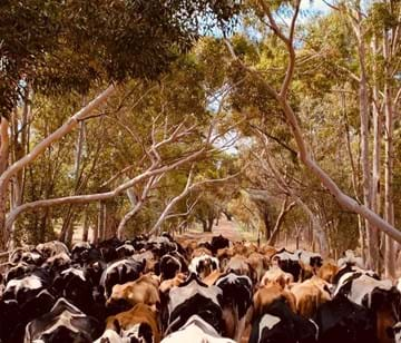 SAME VIEW, DIFFERENT DAY – Lachlan Fry, Katandra Park.