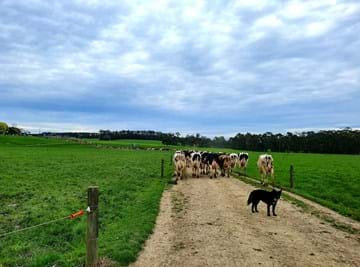 GOOBA GETS THE GIRLS HOME – Leanne Smethurst, Smethurst Park.