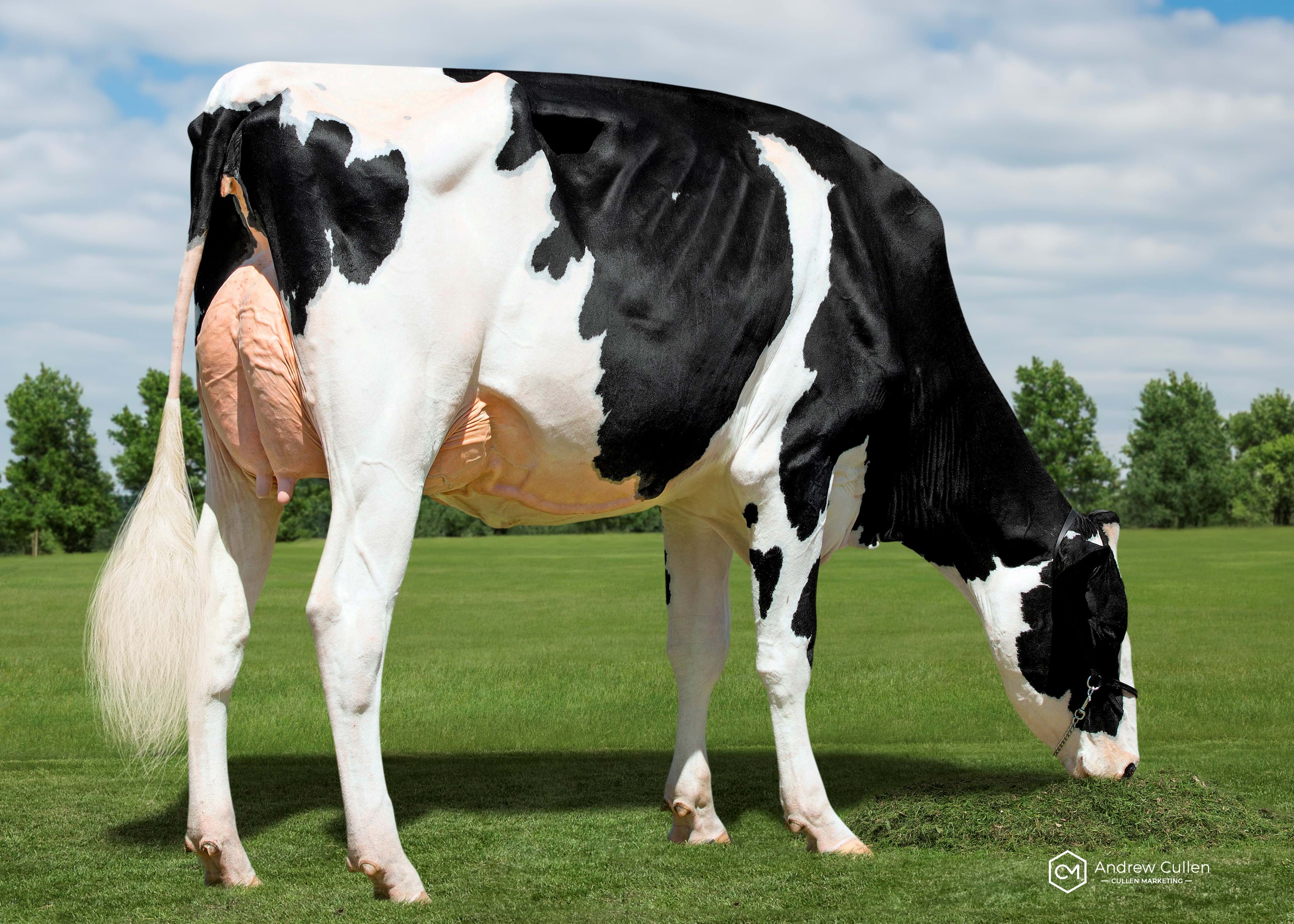 Bella Terra Sidekick Candace