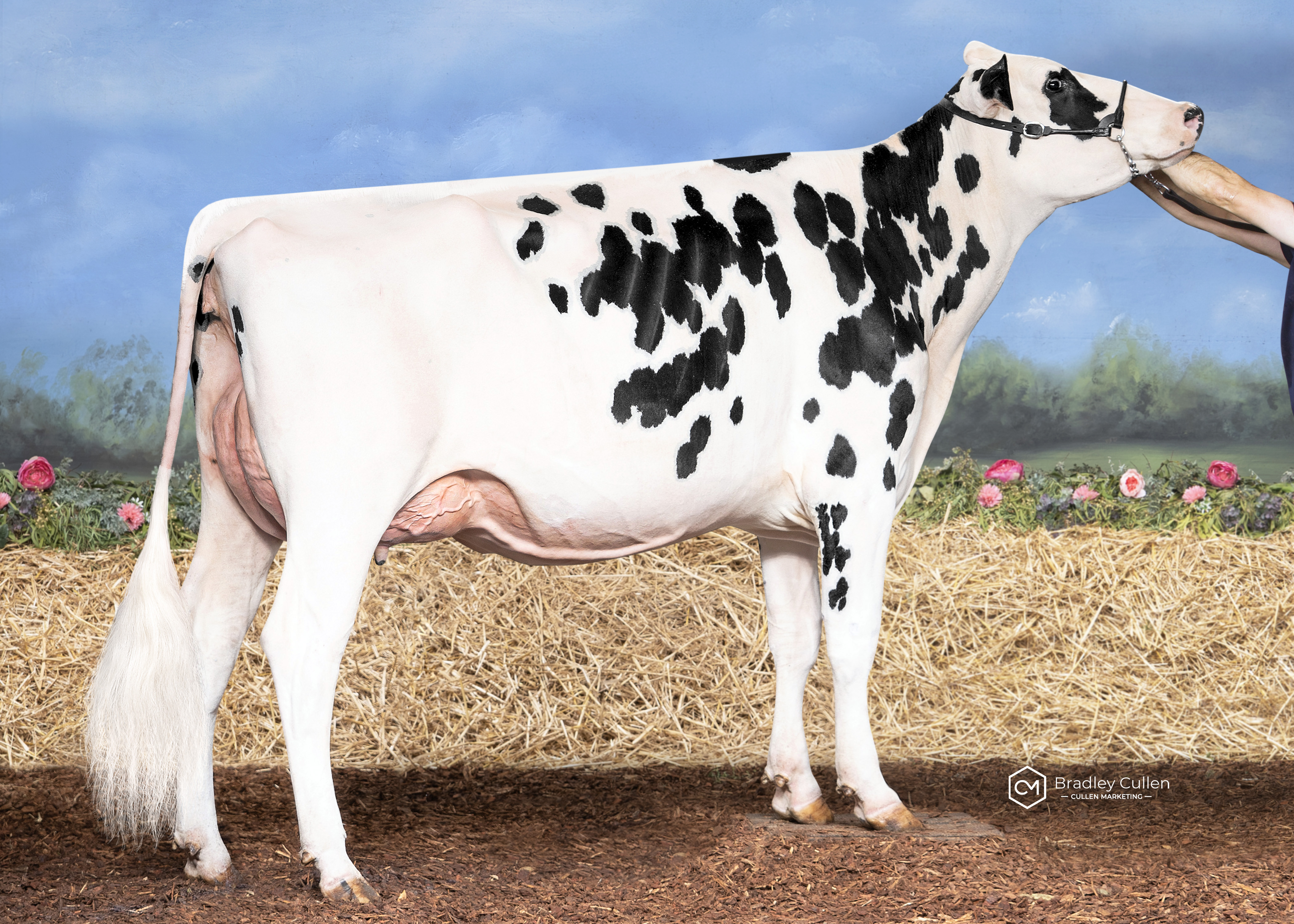 RESERVE - Avonlea Denver Butterbrook