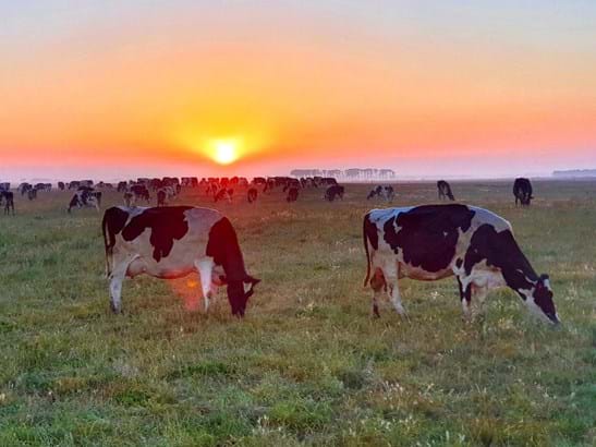 PERKS OF BEING UP EARLY – Rose Delaney, Whiskey Creek Holsteins.