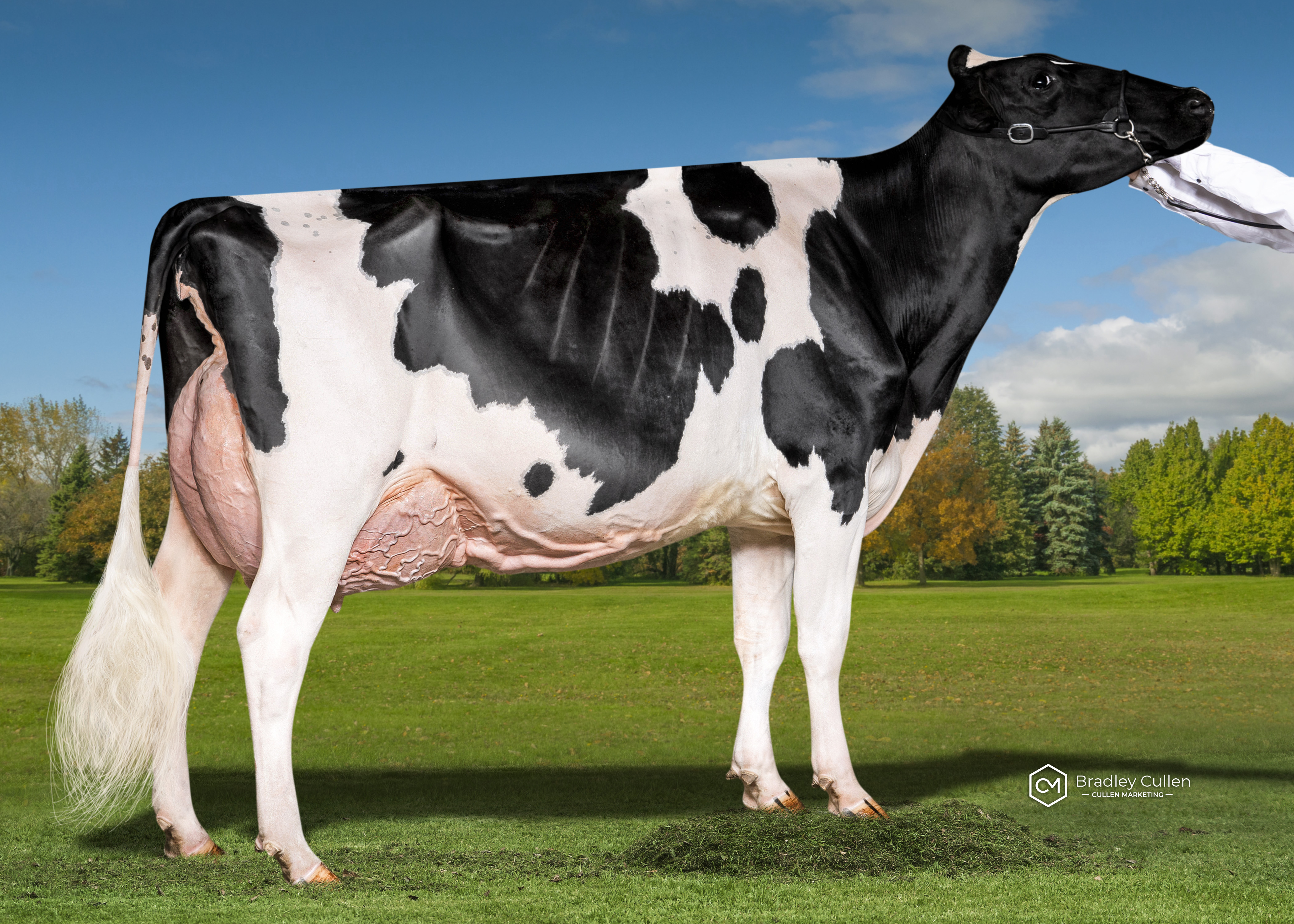 RESERVE - Avonlea Crushabull Rosina