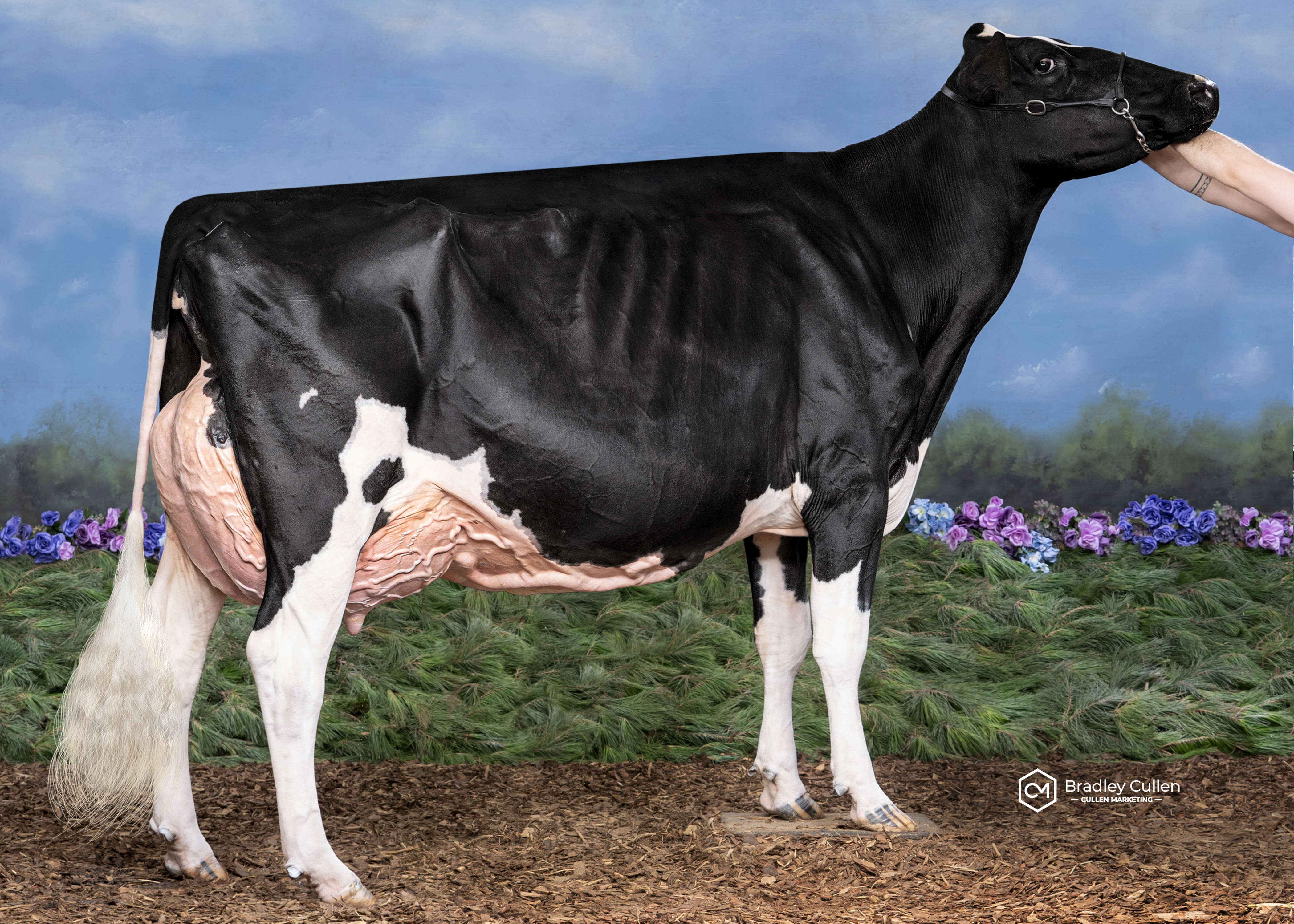 Avonlea Solomon Ella