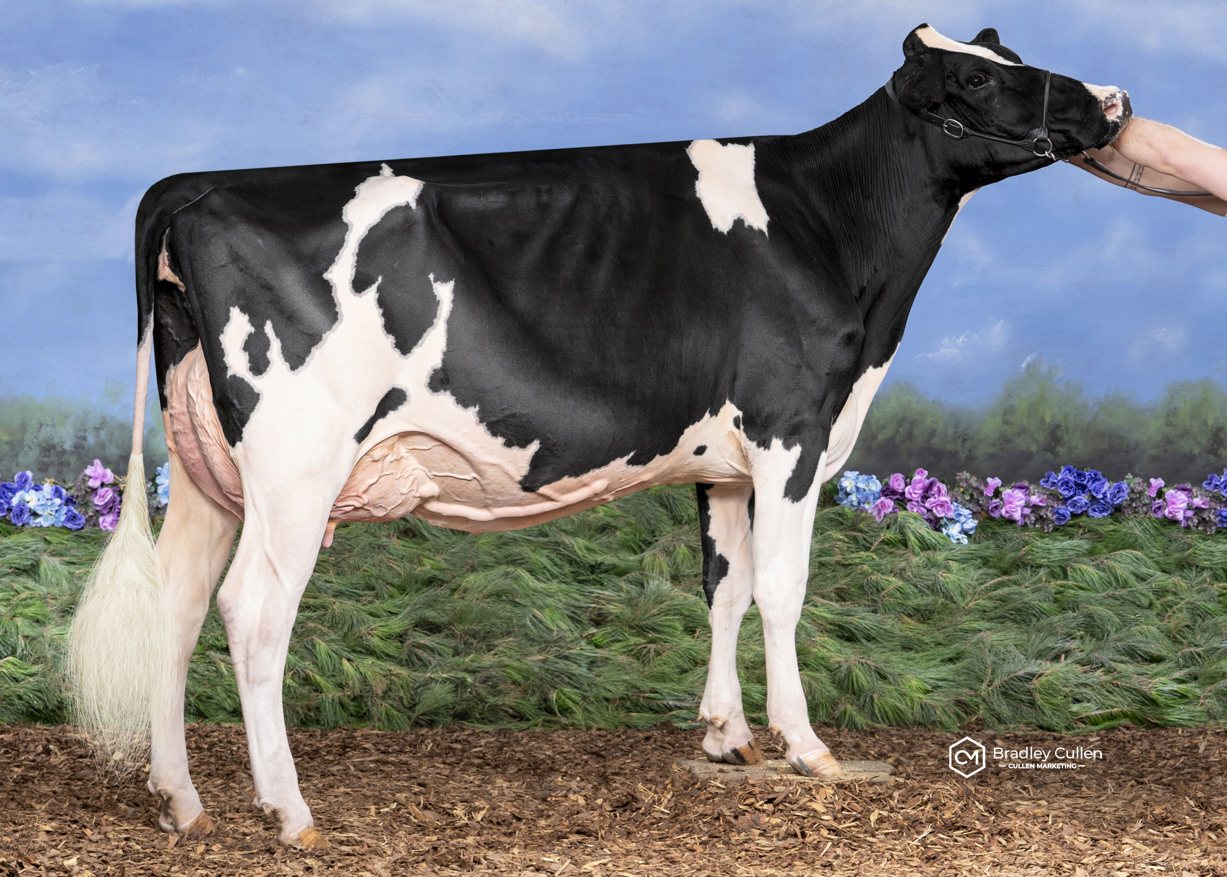 Avonlea Peggys Delight-ET