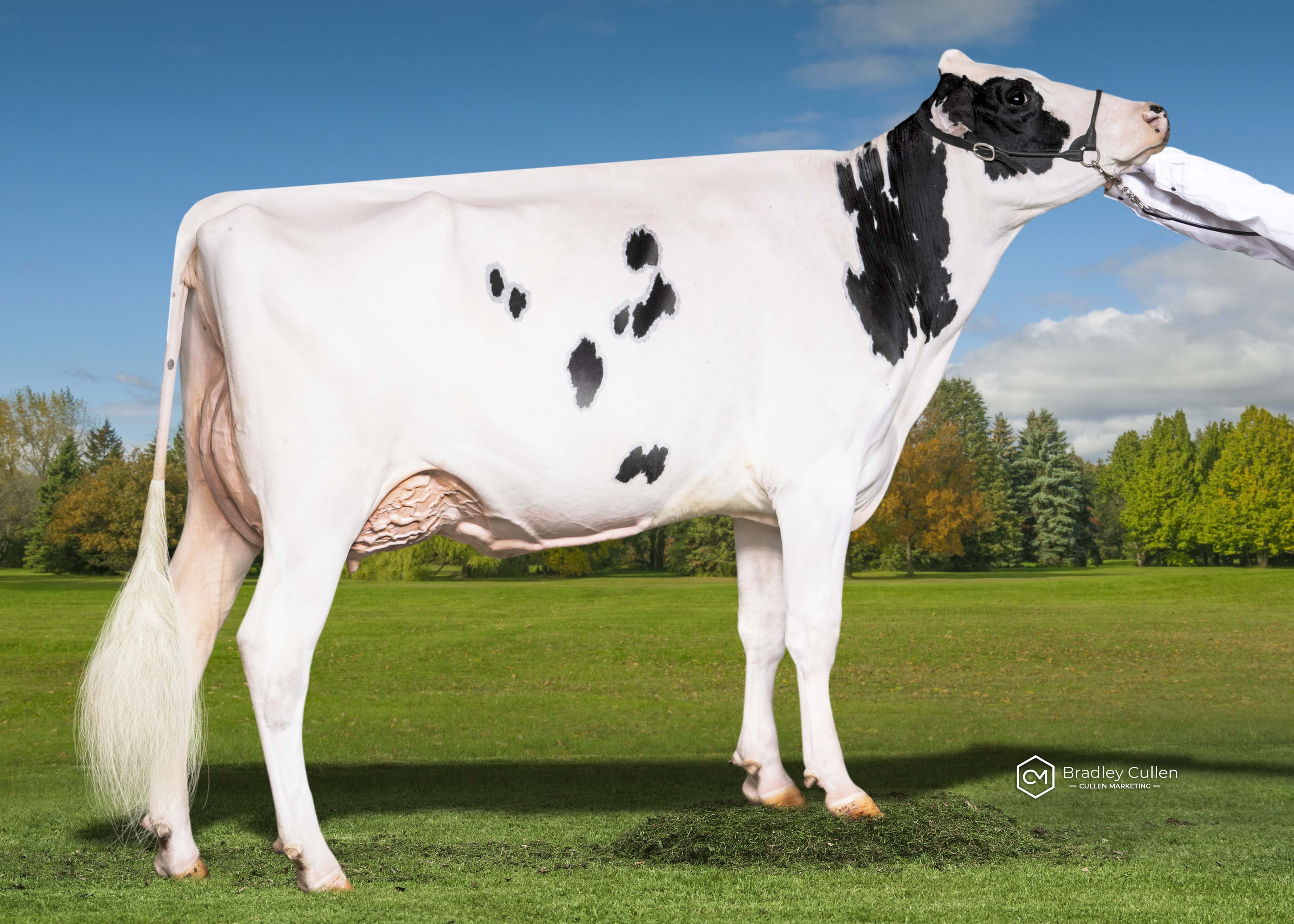 HM - Clydevale Mirand Sunbird-PO