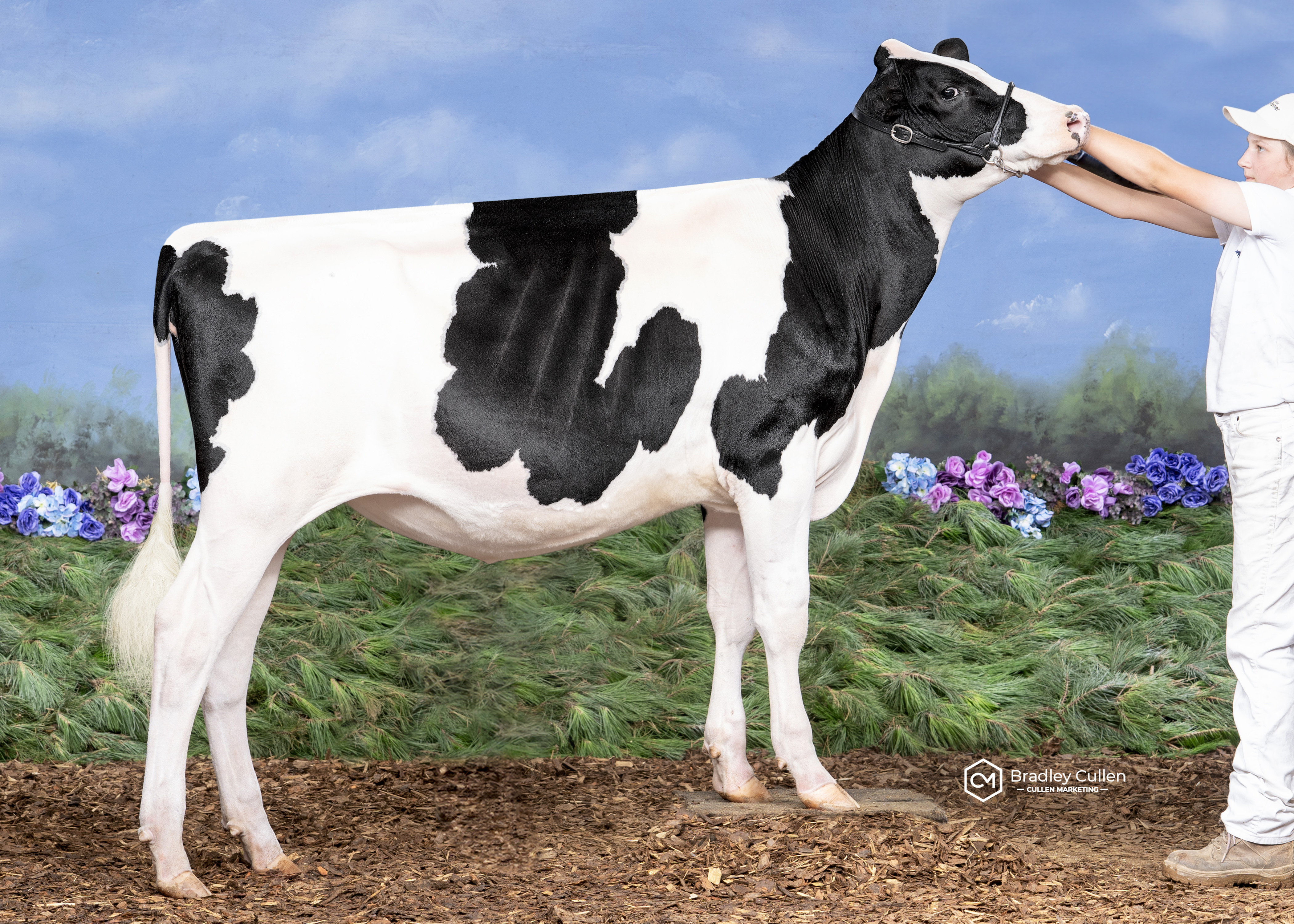 VM-Starcrest Lambda Mckinley Twin