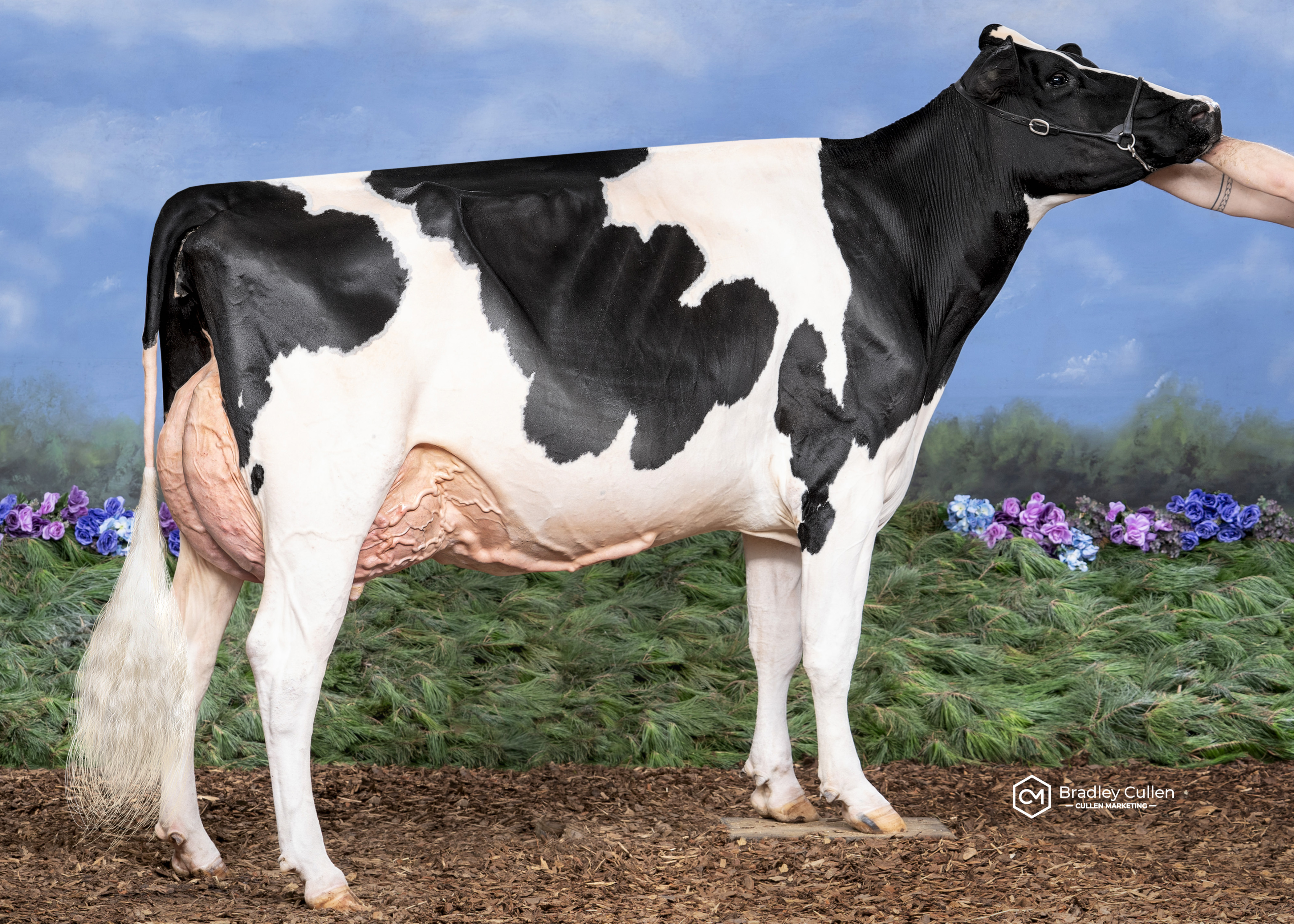 Murribrook Sidekick Lyster