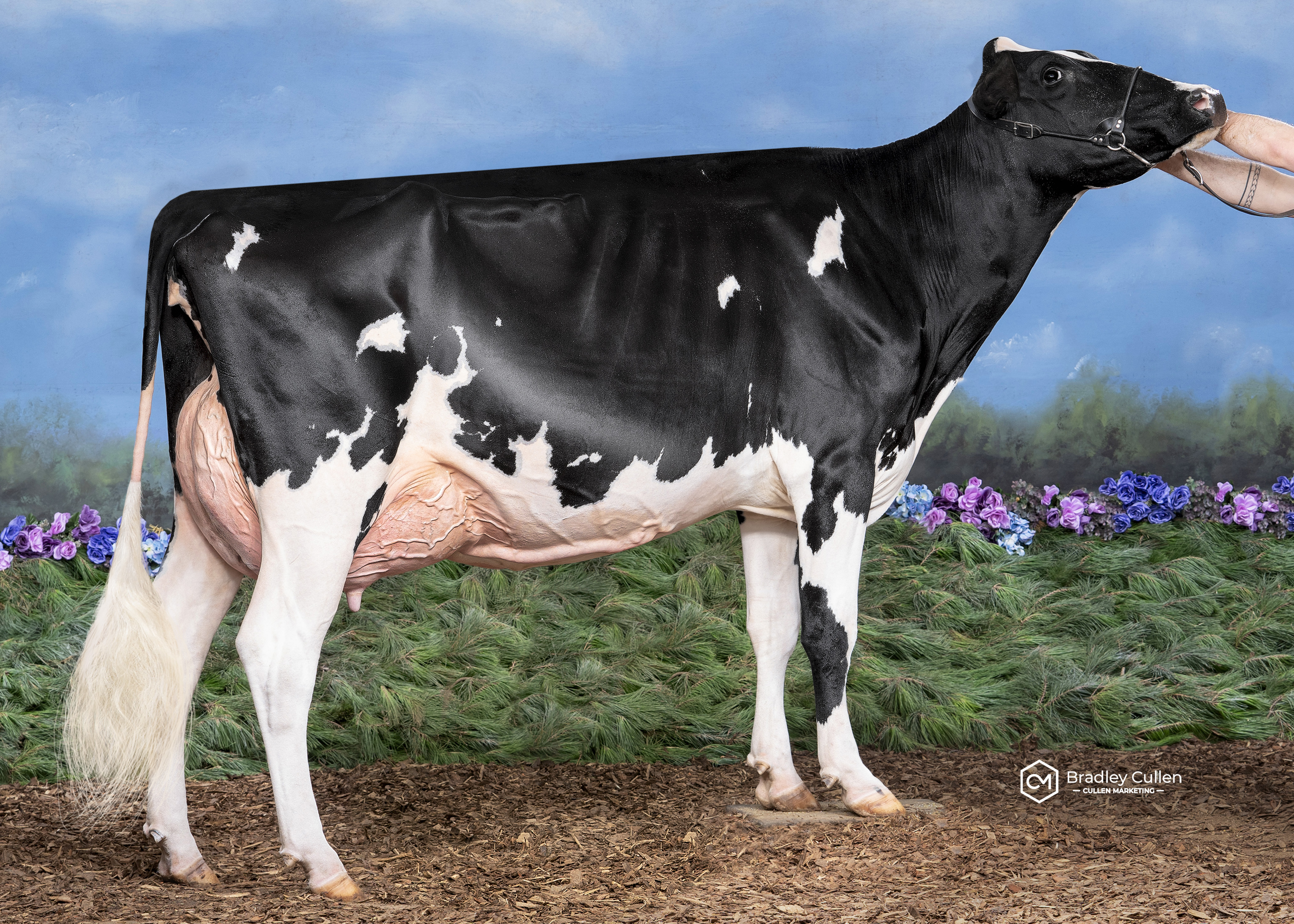 Kelisher Tatoo Salina