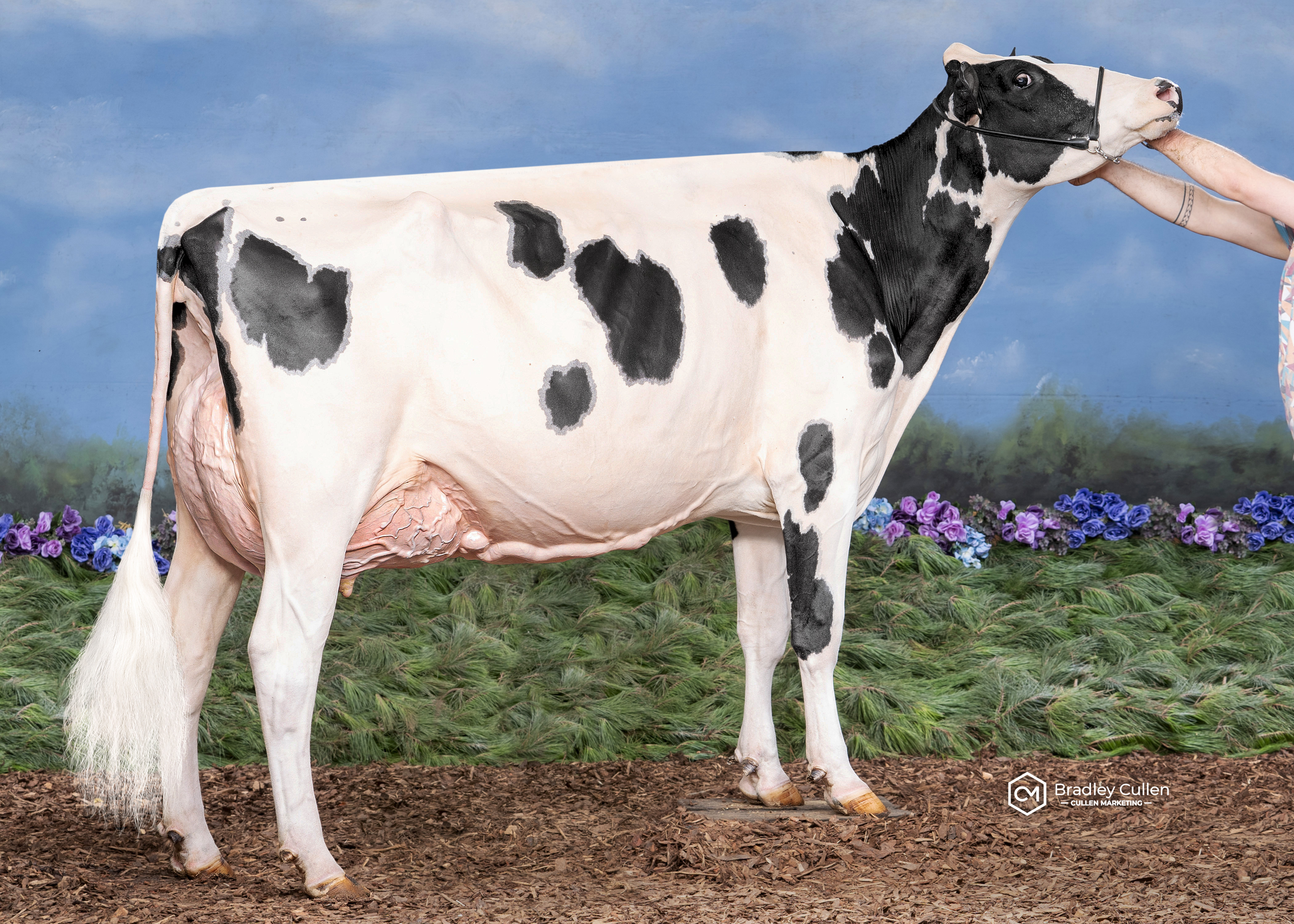 Clydevale Doc Cleavage