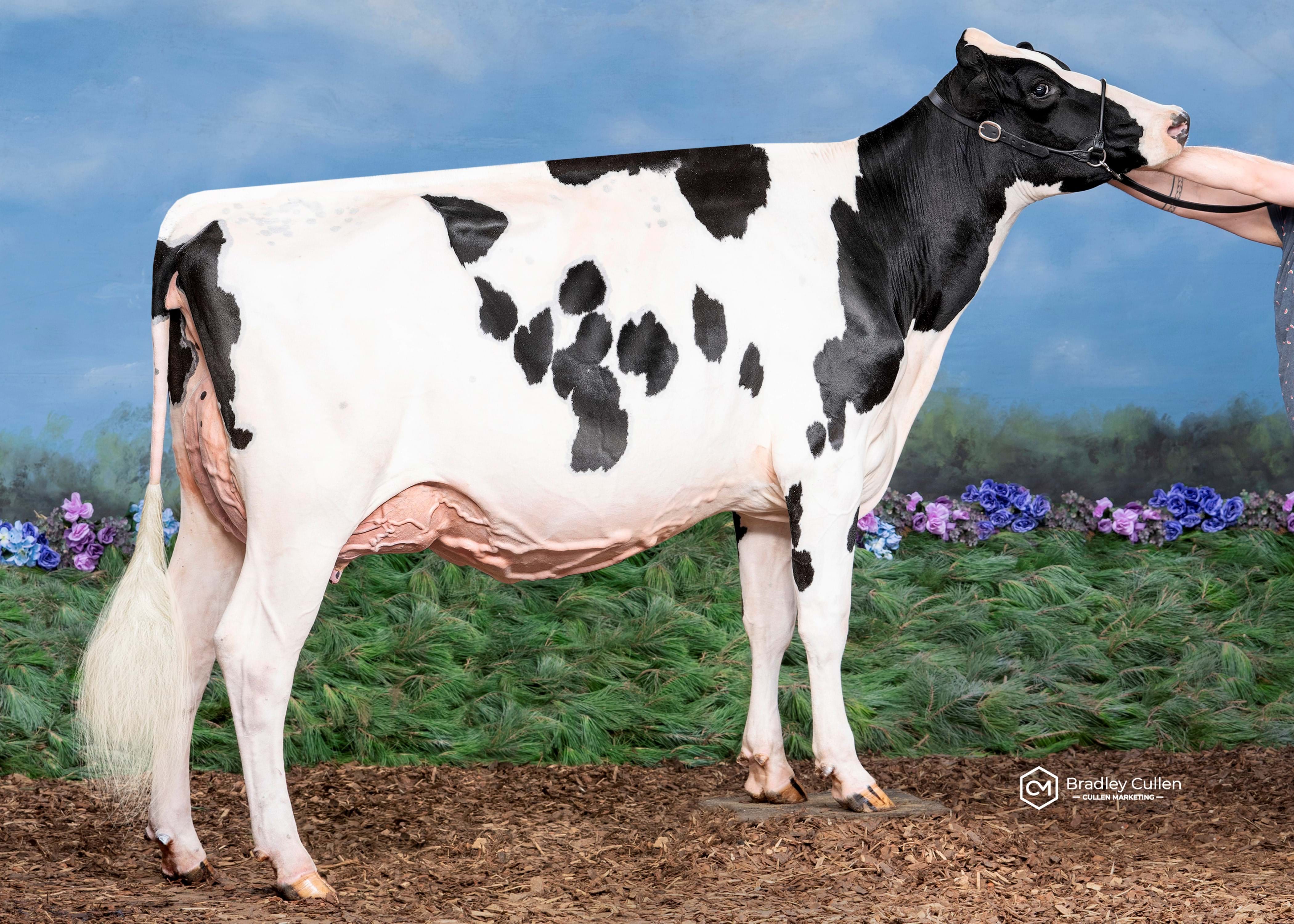 Brurob Crushabull Casmeer