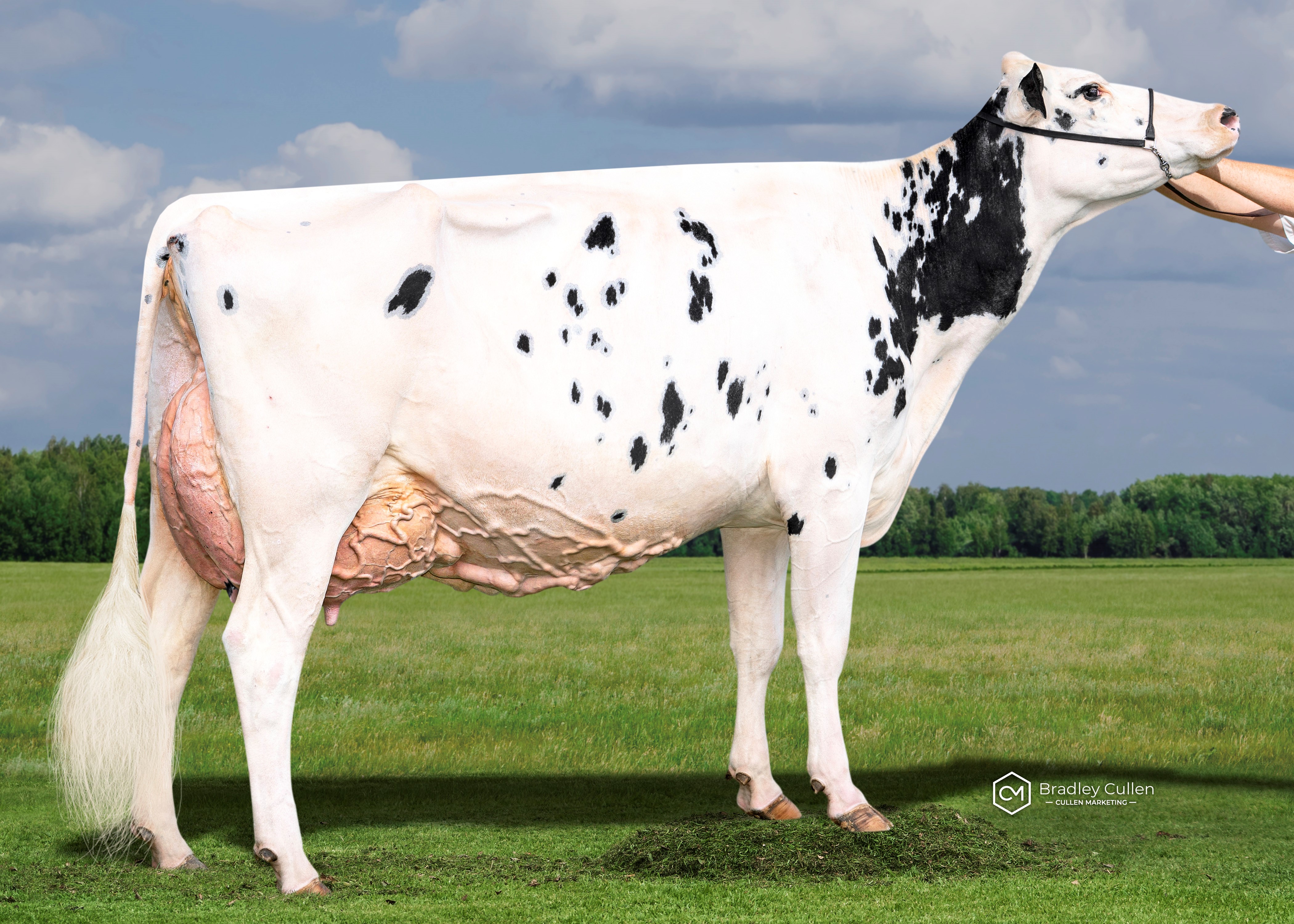 Benlargo Elijah Ding