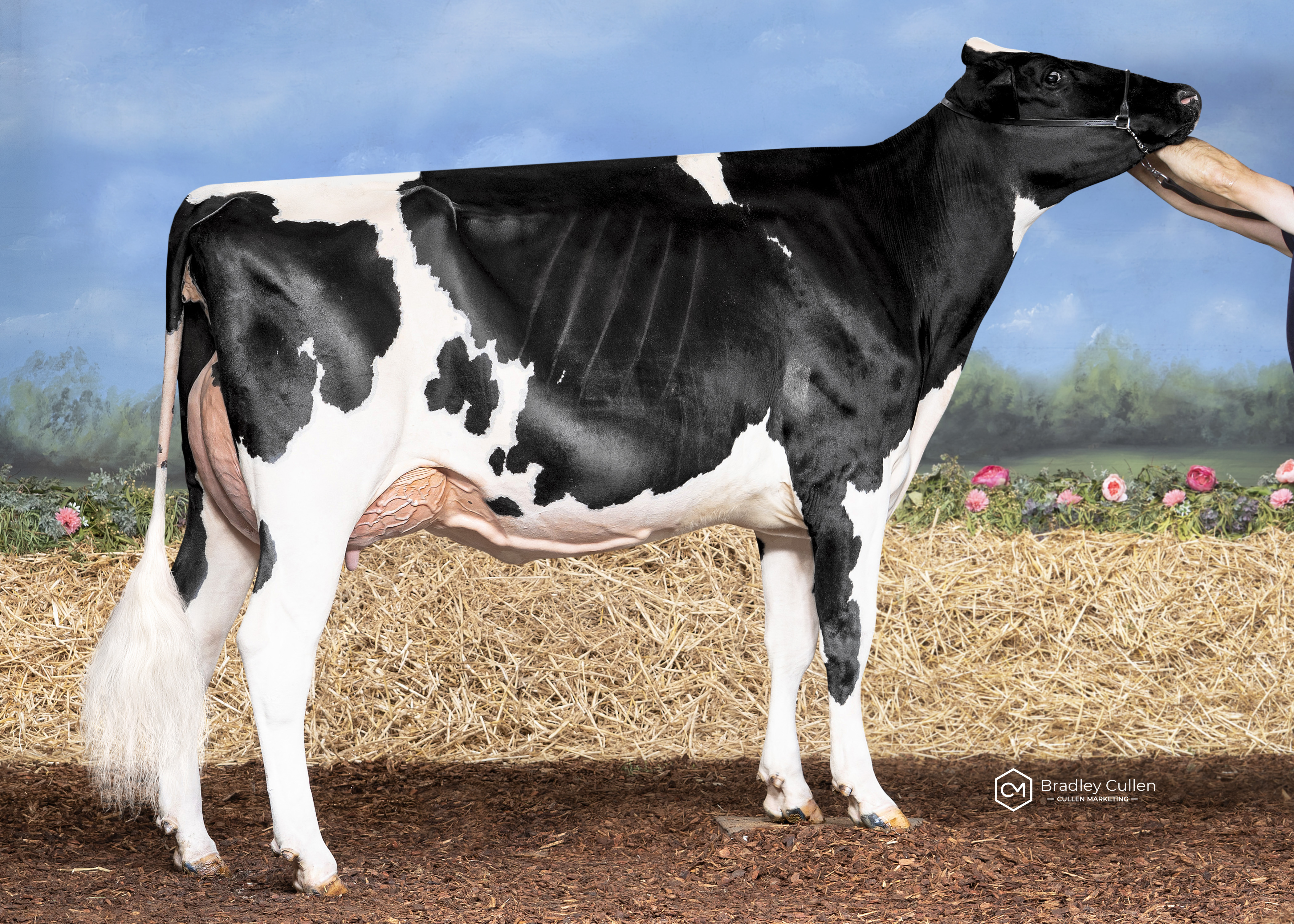 WINNER - Windy Vale Warrior Rose