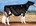 6 Years & Over:
Missy Moo Gold Cathy 1030-ET