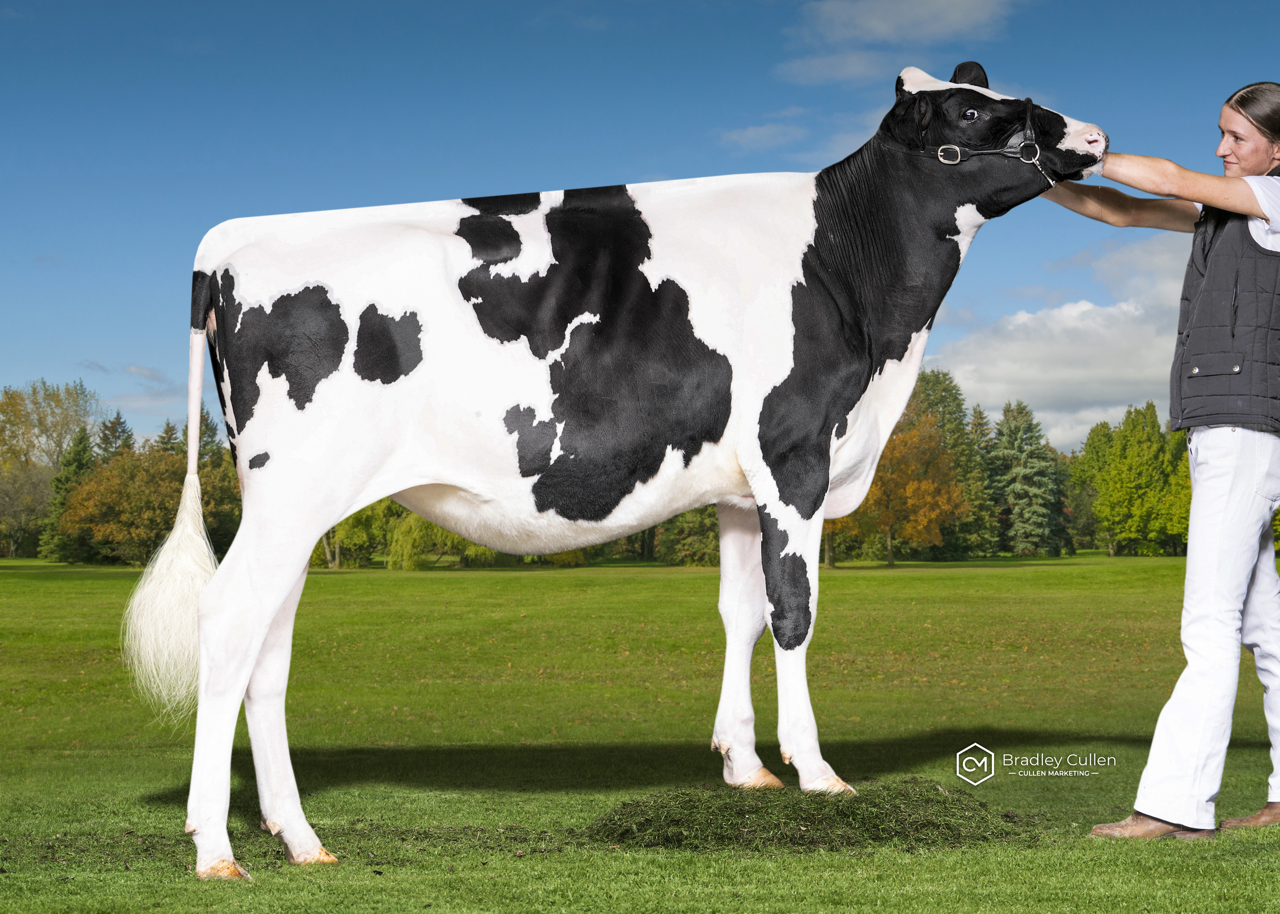 HONOURABLE MENTION - Belrue Haveitall Shelby