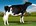 RESERVE - Gorbro Arrowrad Tiffany-ET