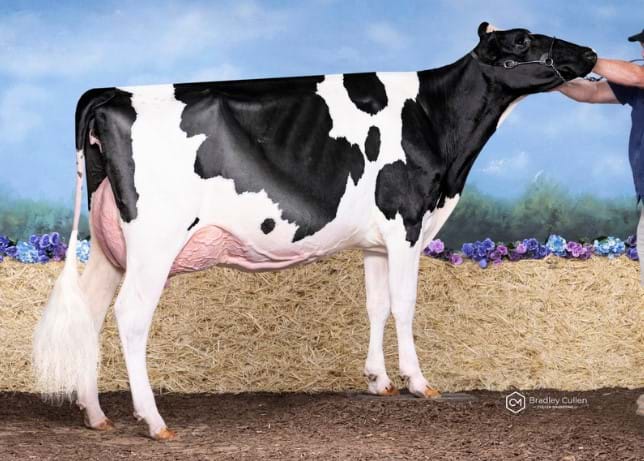 2 Year Old - In milk (Over 30 months)
Avonlea Crushabull Rosina
