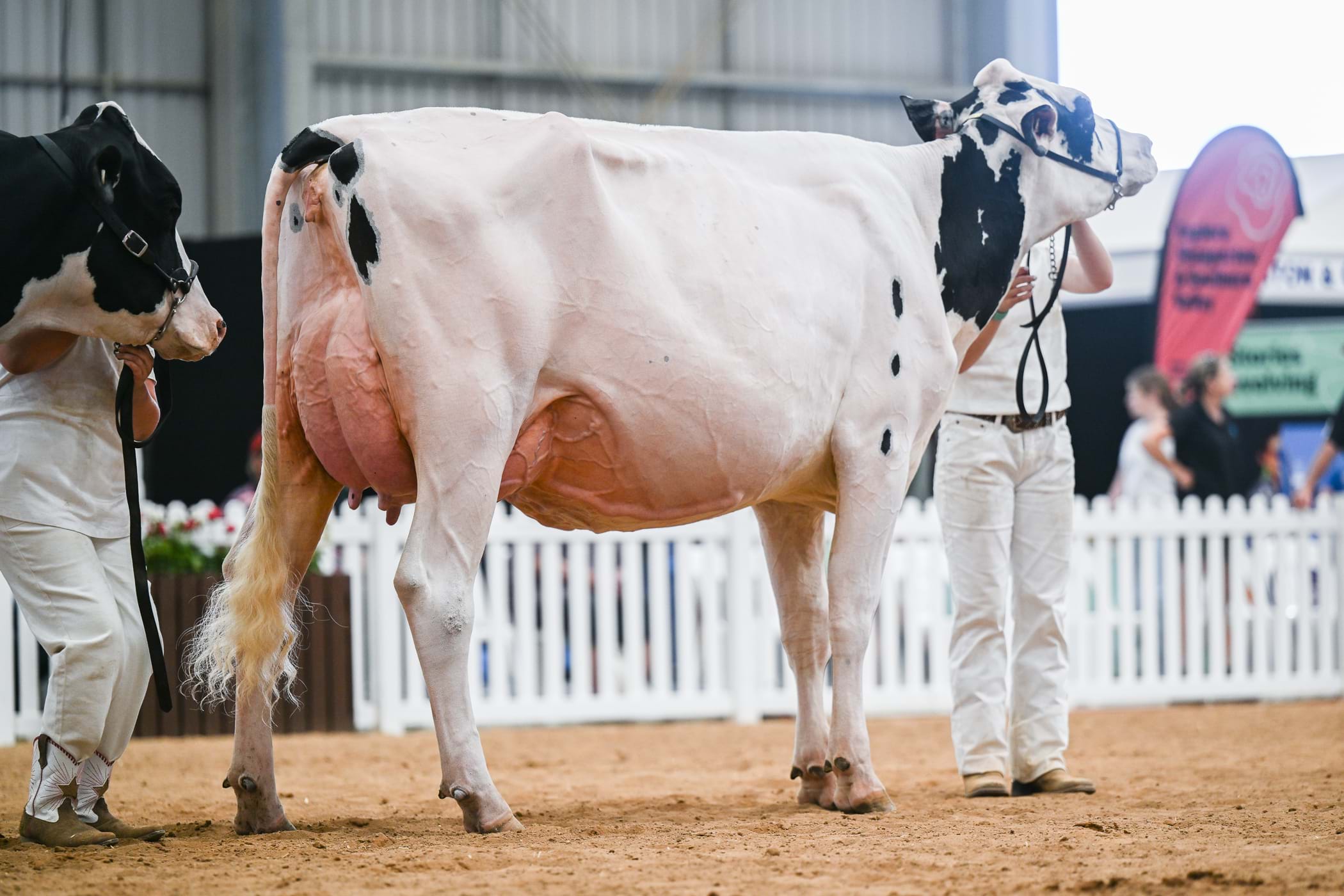 Grand Champion Exhibit: Benlargo Alligator Ding (Shae Tweddle)