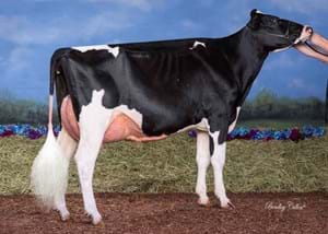 Benlargo Atwood Aura