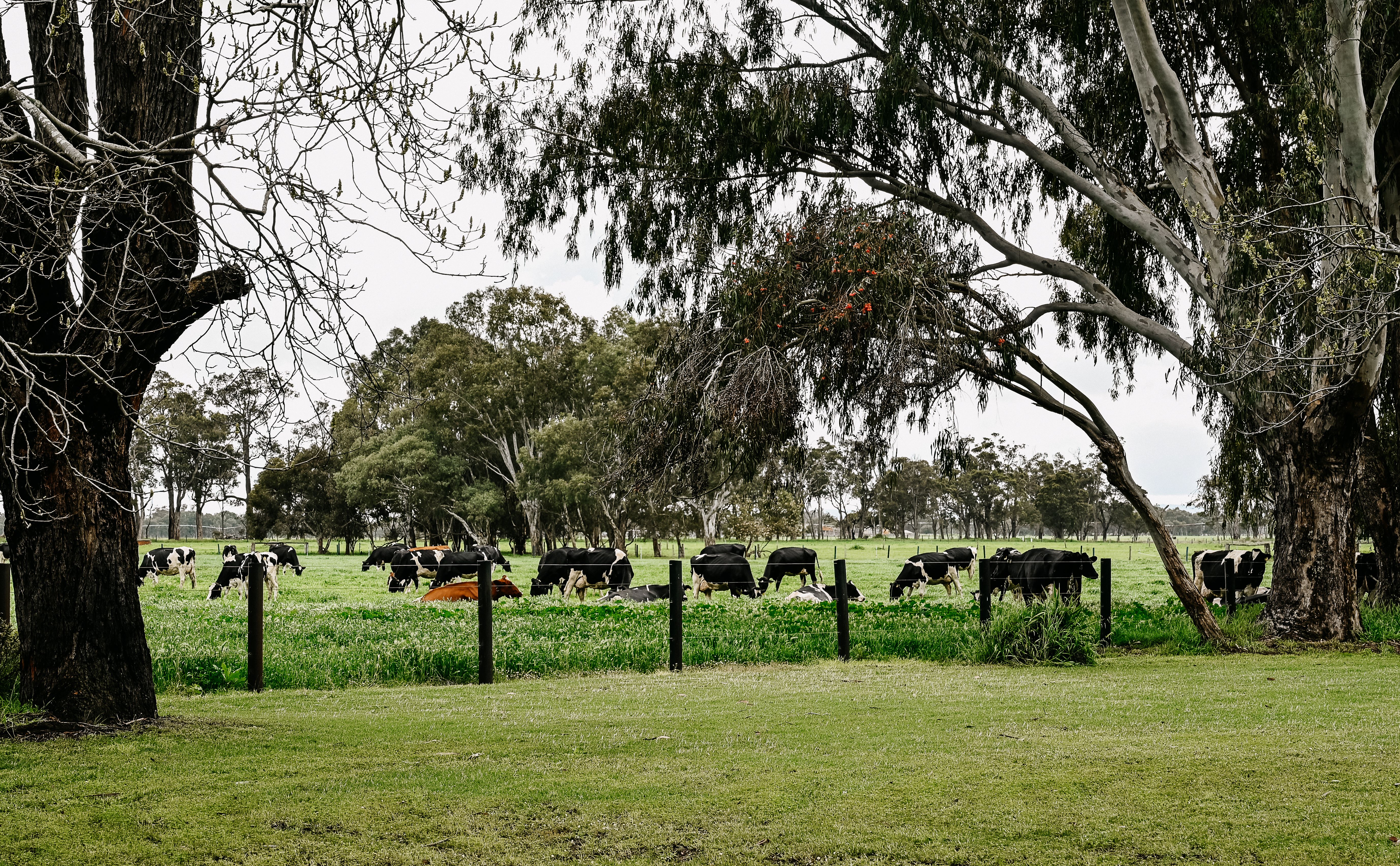 Gorgeous farm shot at Carenda Holsteins