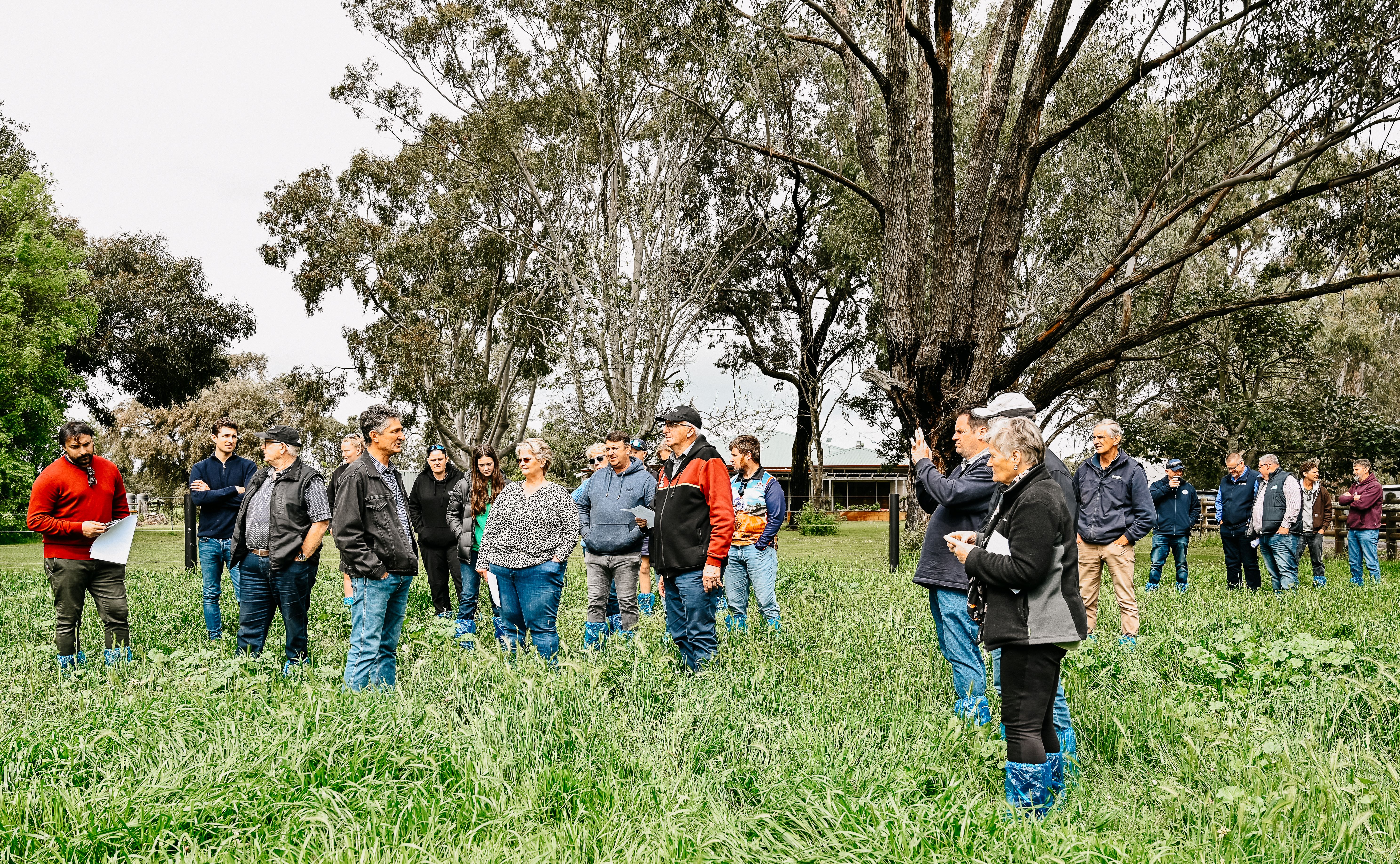 Carenda Holsteins Farm Walk