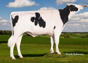 Chairman, sire to 7 of the top 20 new genomic females