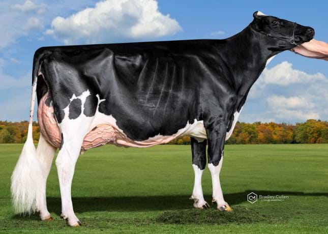 5 Year Old - In Milk
Clydevale Solomon Sunset