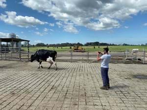 Hearts Ridge Holsteins' Craig Bills filming one of his entries.