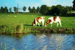 Dairy Farm Holland