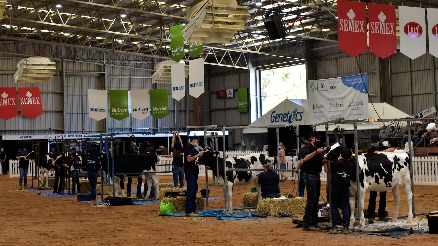 Clipping judging underway in the show ring