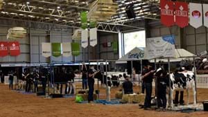 Clipping judging underway in the show ring